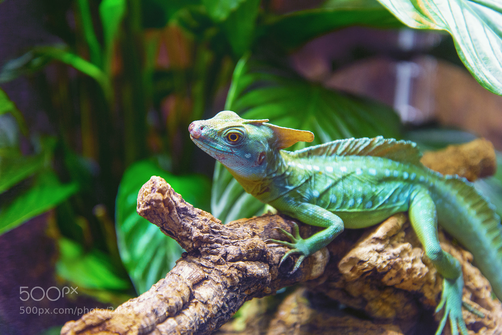Nikon D610 sample photo. Green planet dubai photography