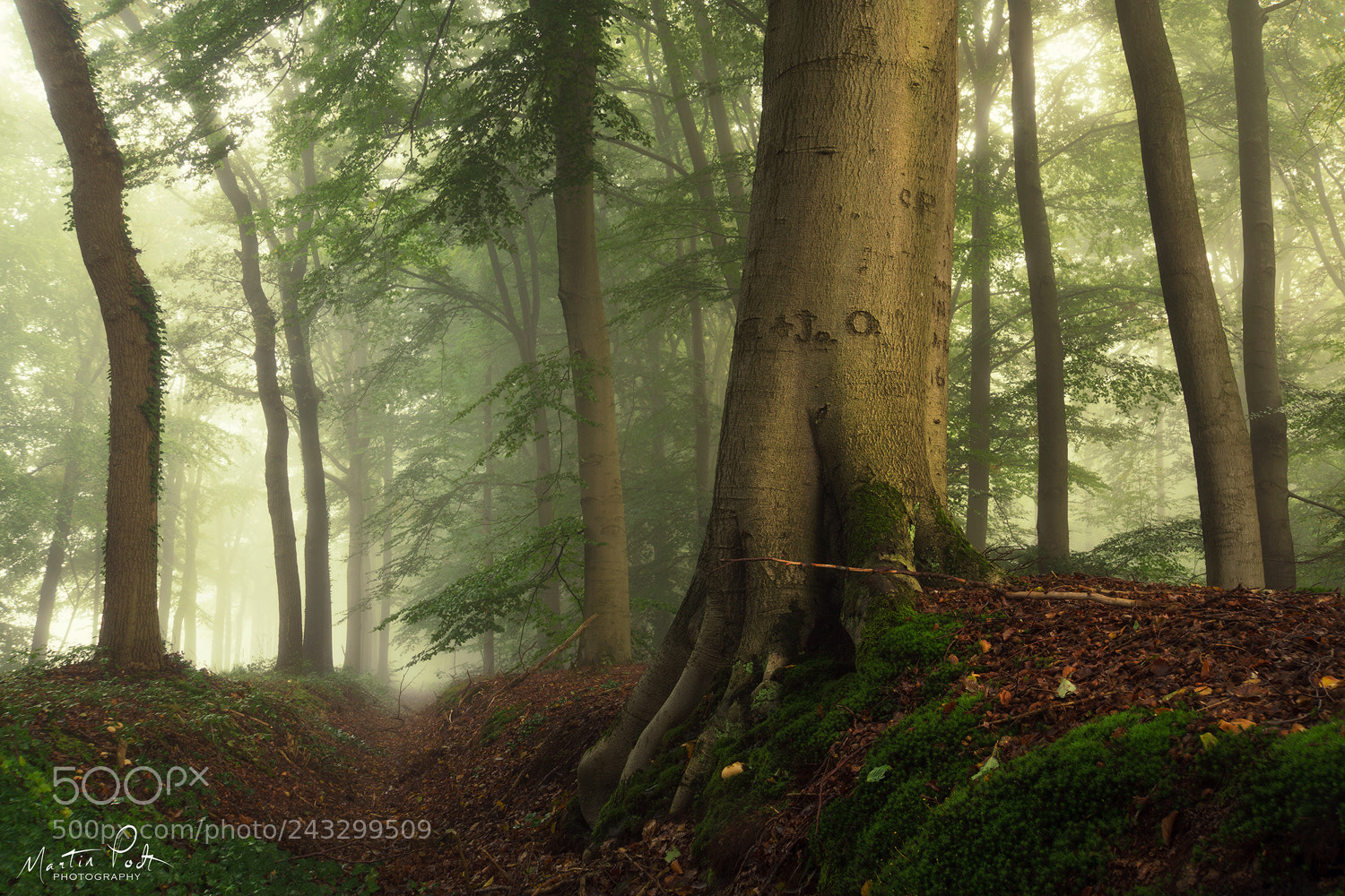 Sony a5100 sample photo. The trunk photography