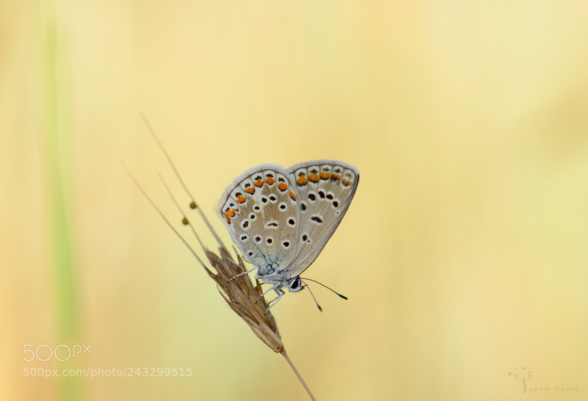 Nikon D7100 sample photo. Butterfly photography