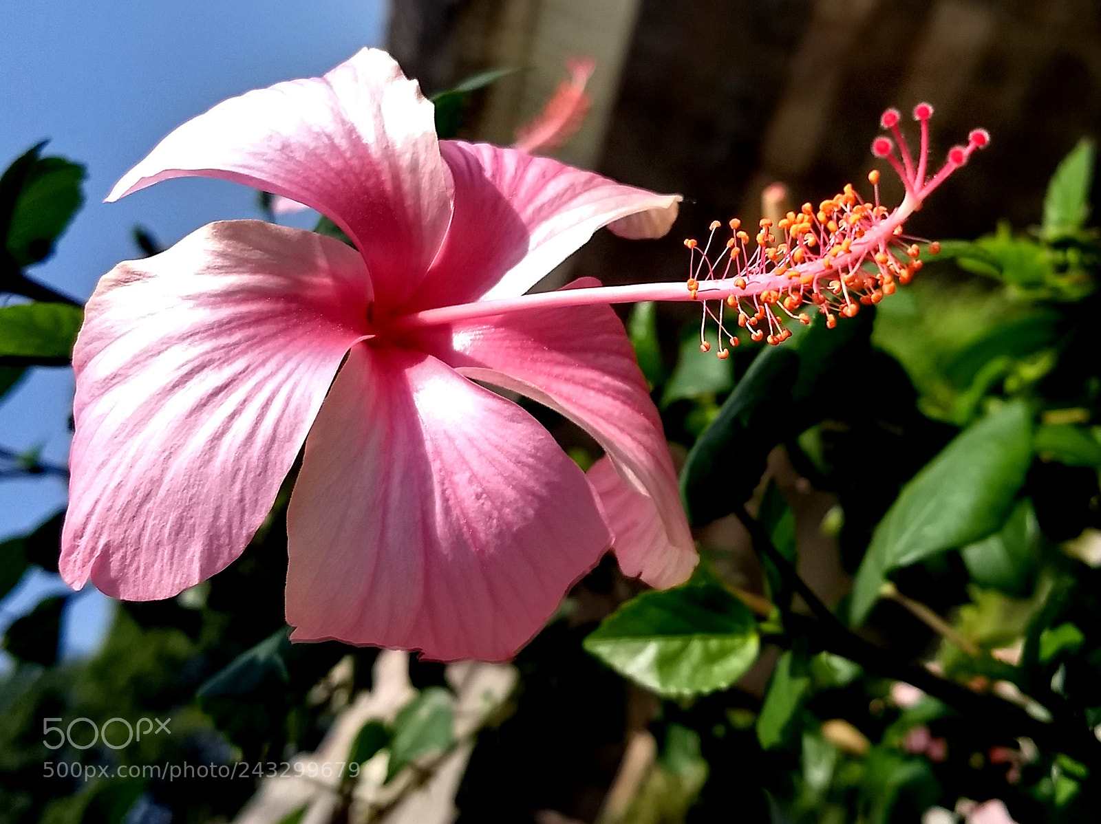 Motorola Moto G (5) Plus sample photo. Mobile snap_pink bloom.. photography