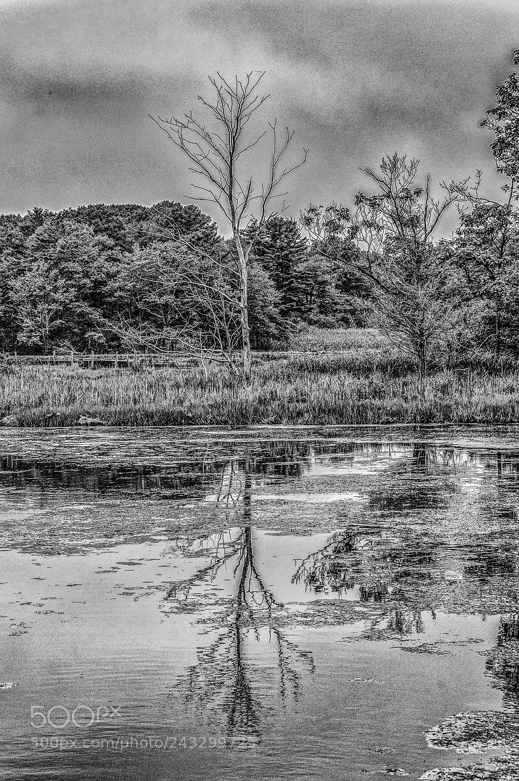 Nikon D90 sample photo. Dead tree in b photography