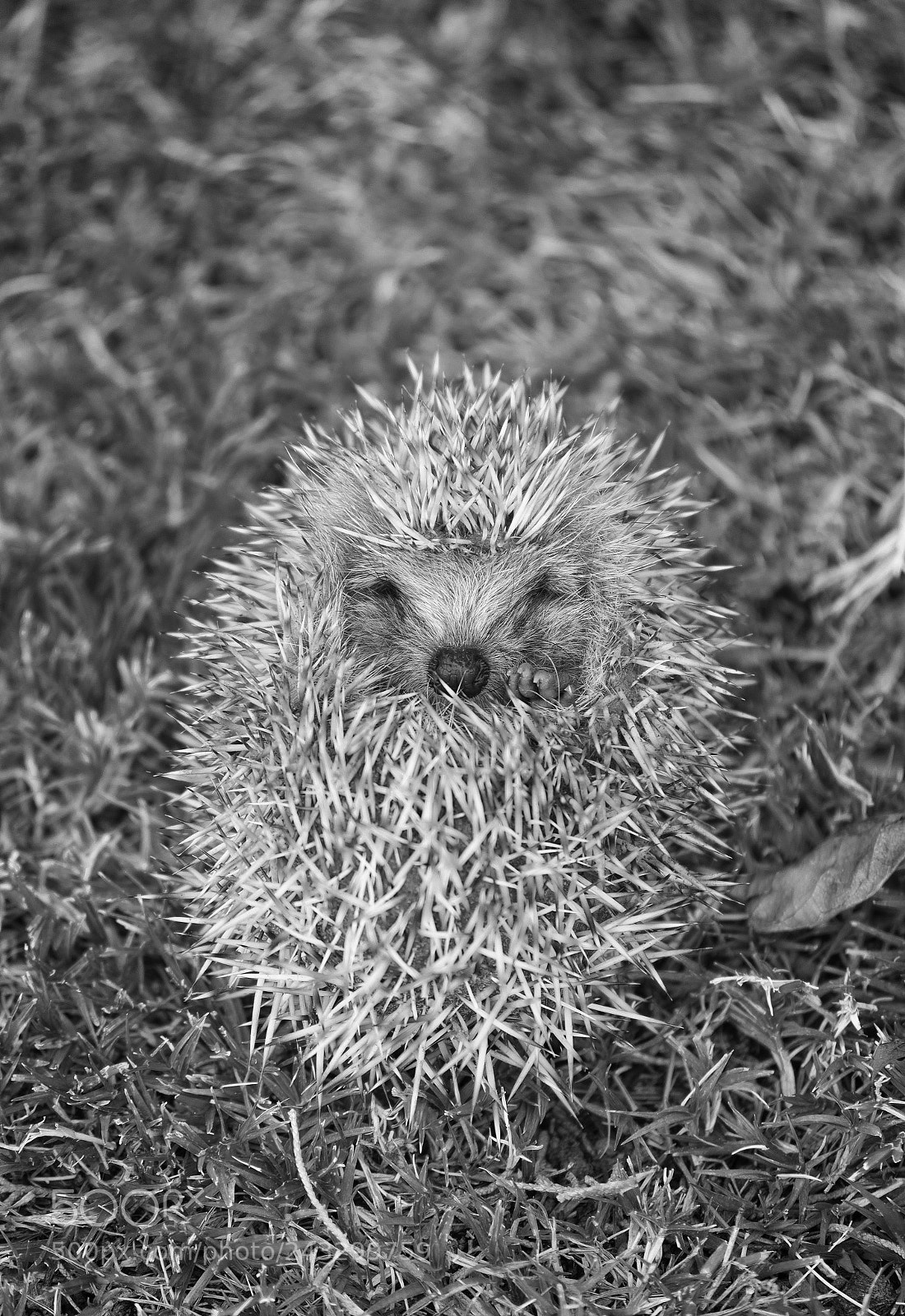 Nikon D610 sample photo. 109 photography