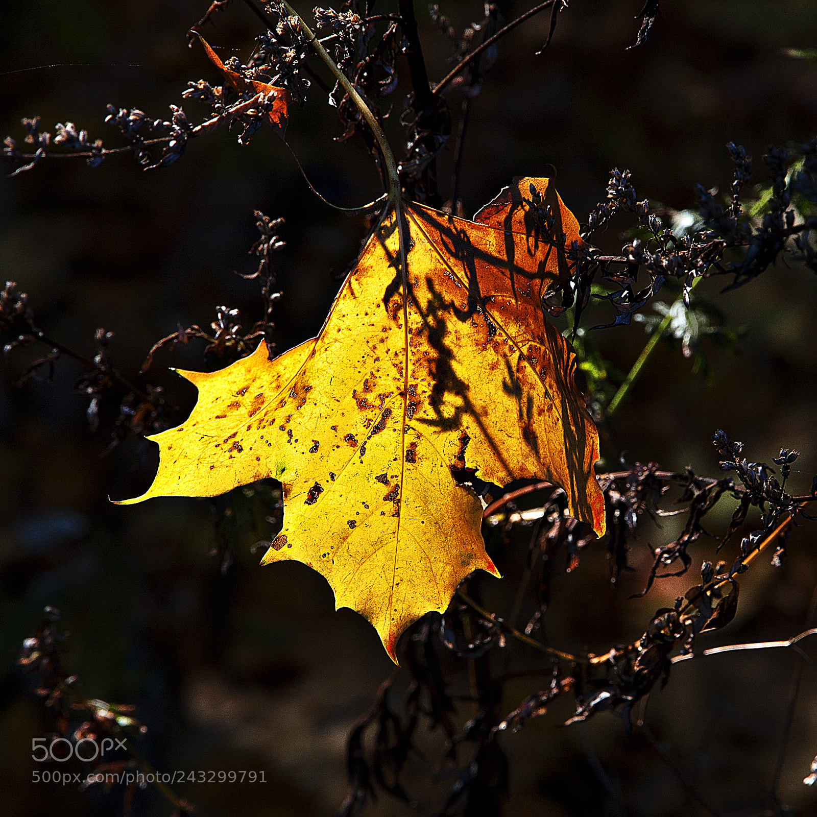 Canon EOS 40D sample photo. The lantern of the photography