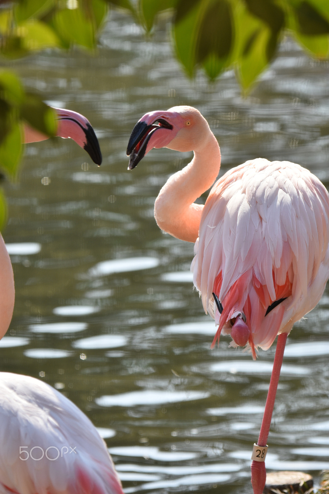 Nikon D7200 sample photo. Flamingo photography