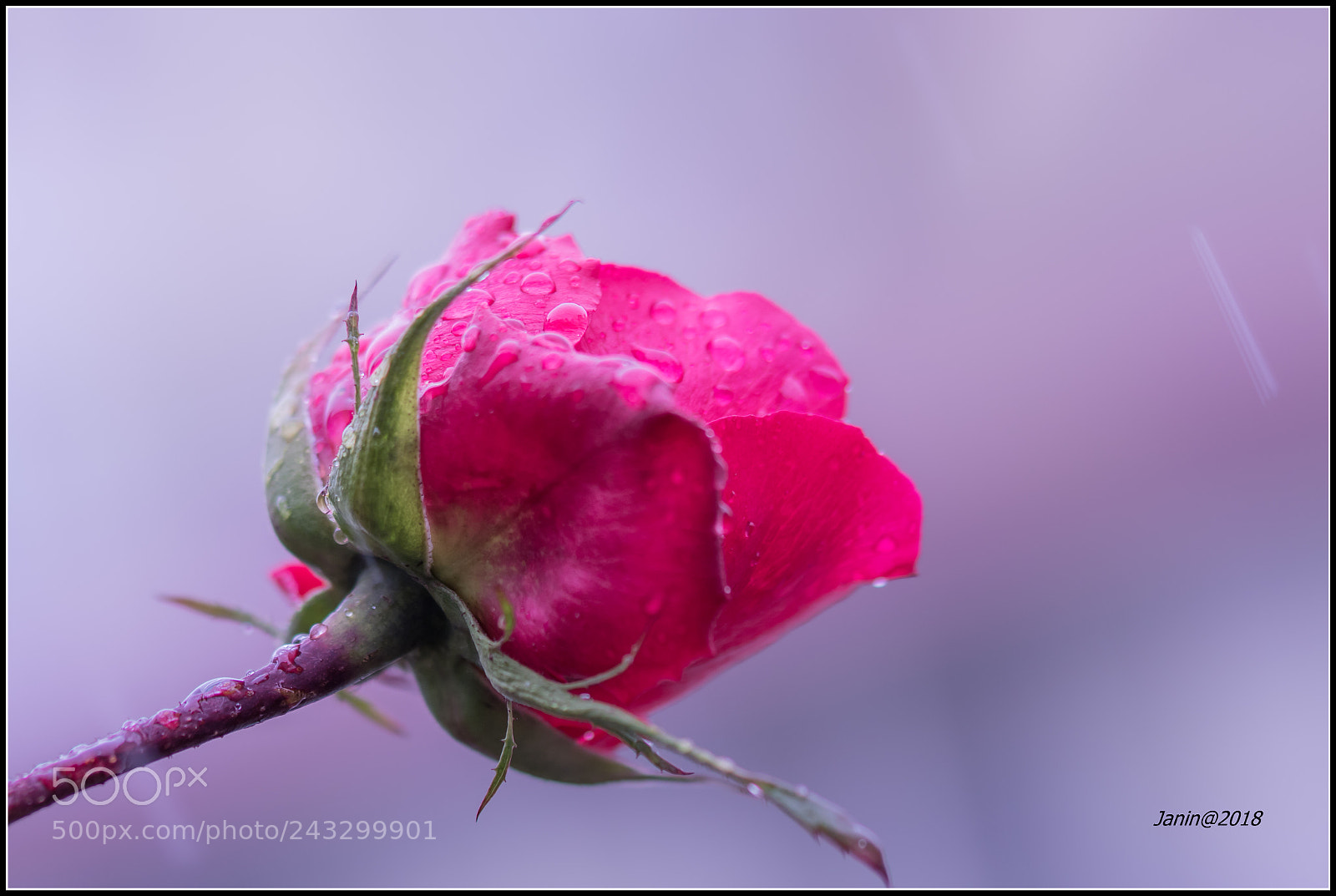 Canon EOS 77D (EOS 9000D / EOS 770D) sample photo. Winter rose in rain 1 photography