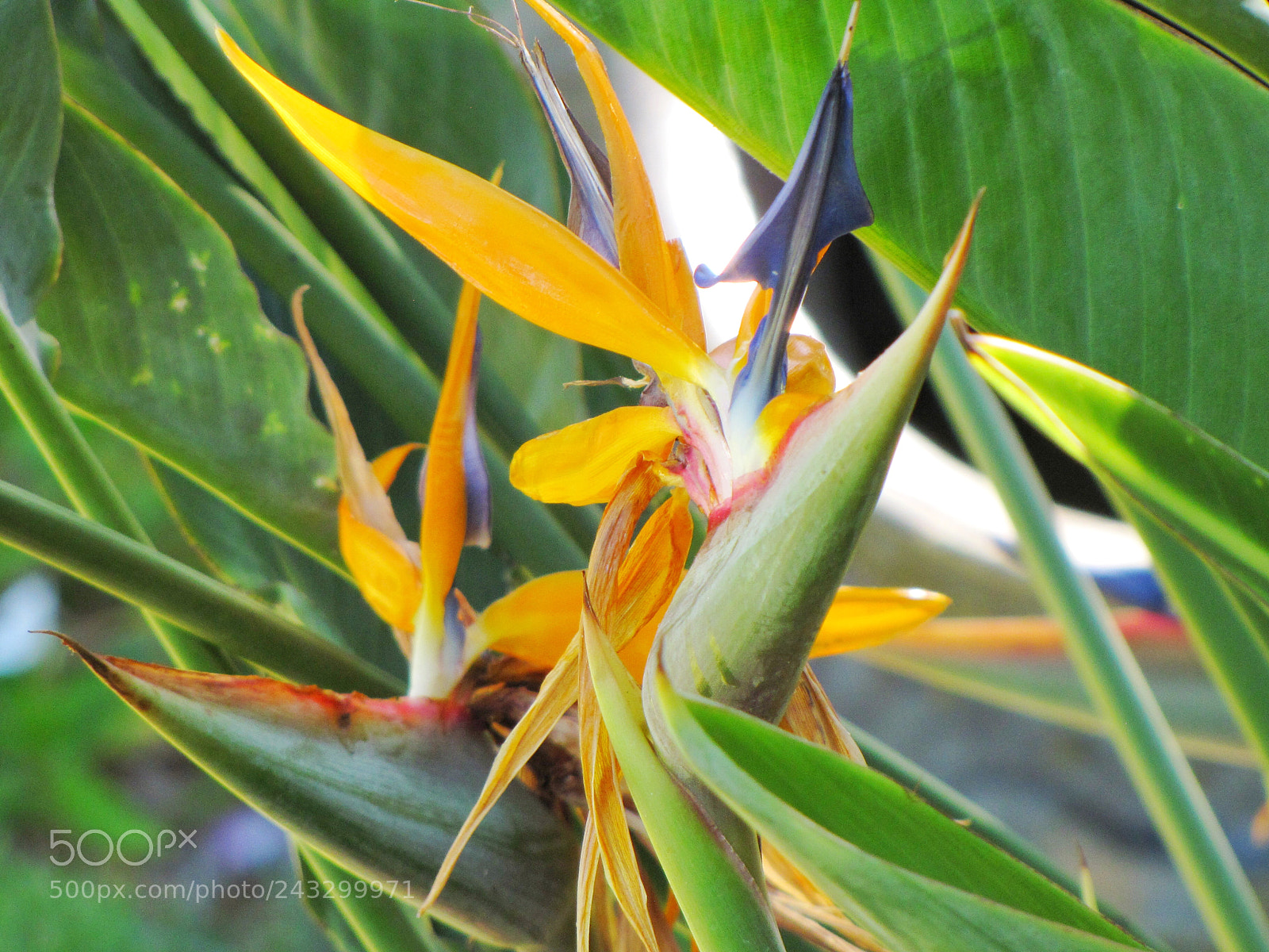 Canon PowerShot SX10 IS sample photo. 8•9•11 // hawaii photography