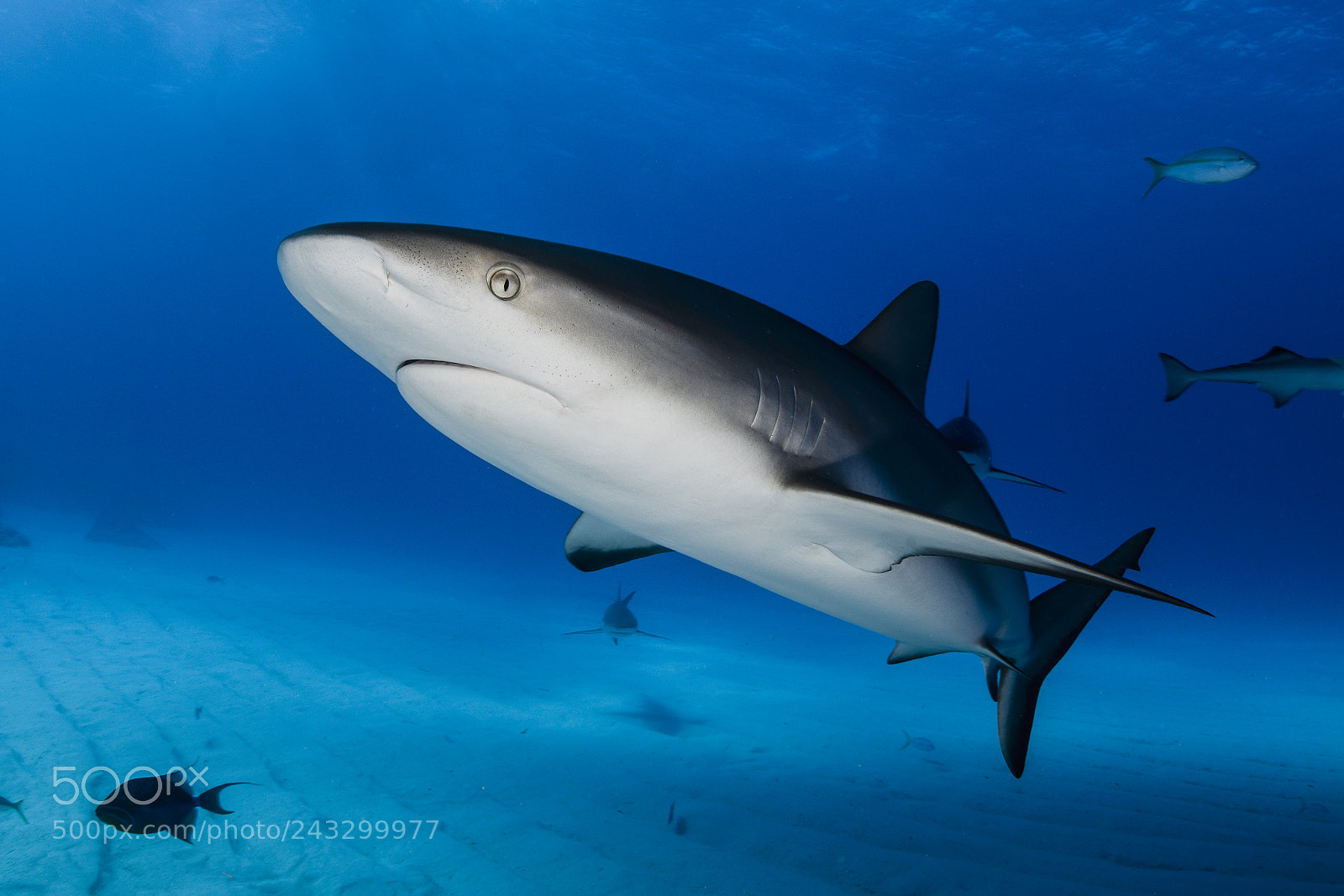 Nikon D800E sample photo. Shark photography