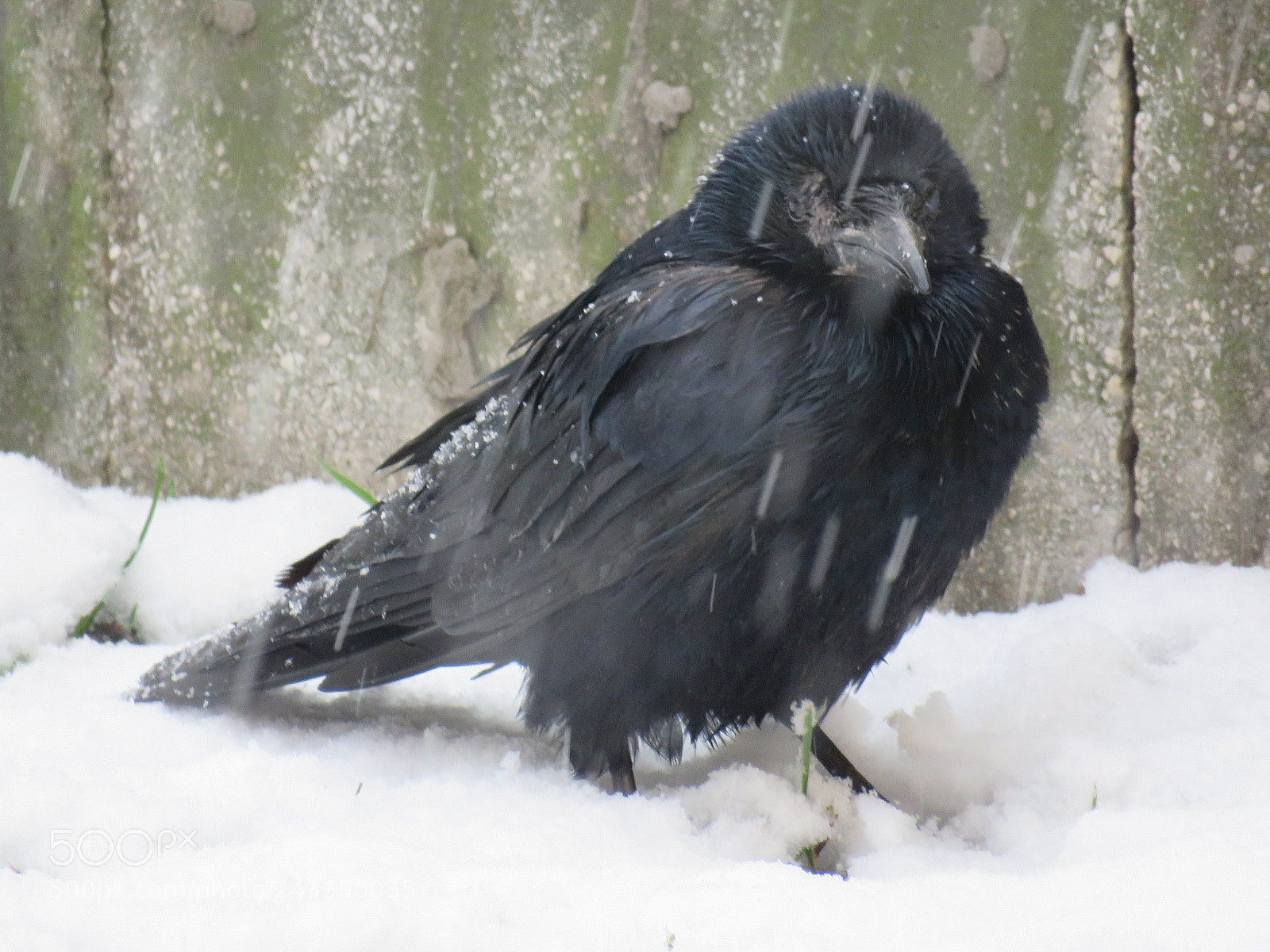 Canon PowerShot SX60 HS sample photo. I'm cold! photography