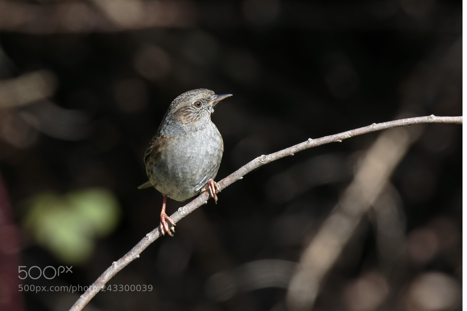 Canon EOS 7D Mark II sample photo. Prunella modularis - hedge photography