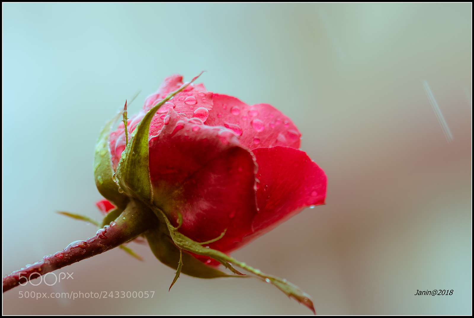 Canon EOS 77D (EOS 9000D / EOS 770D) sample photo. Winter rose in rain 2 photography