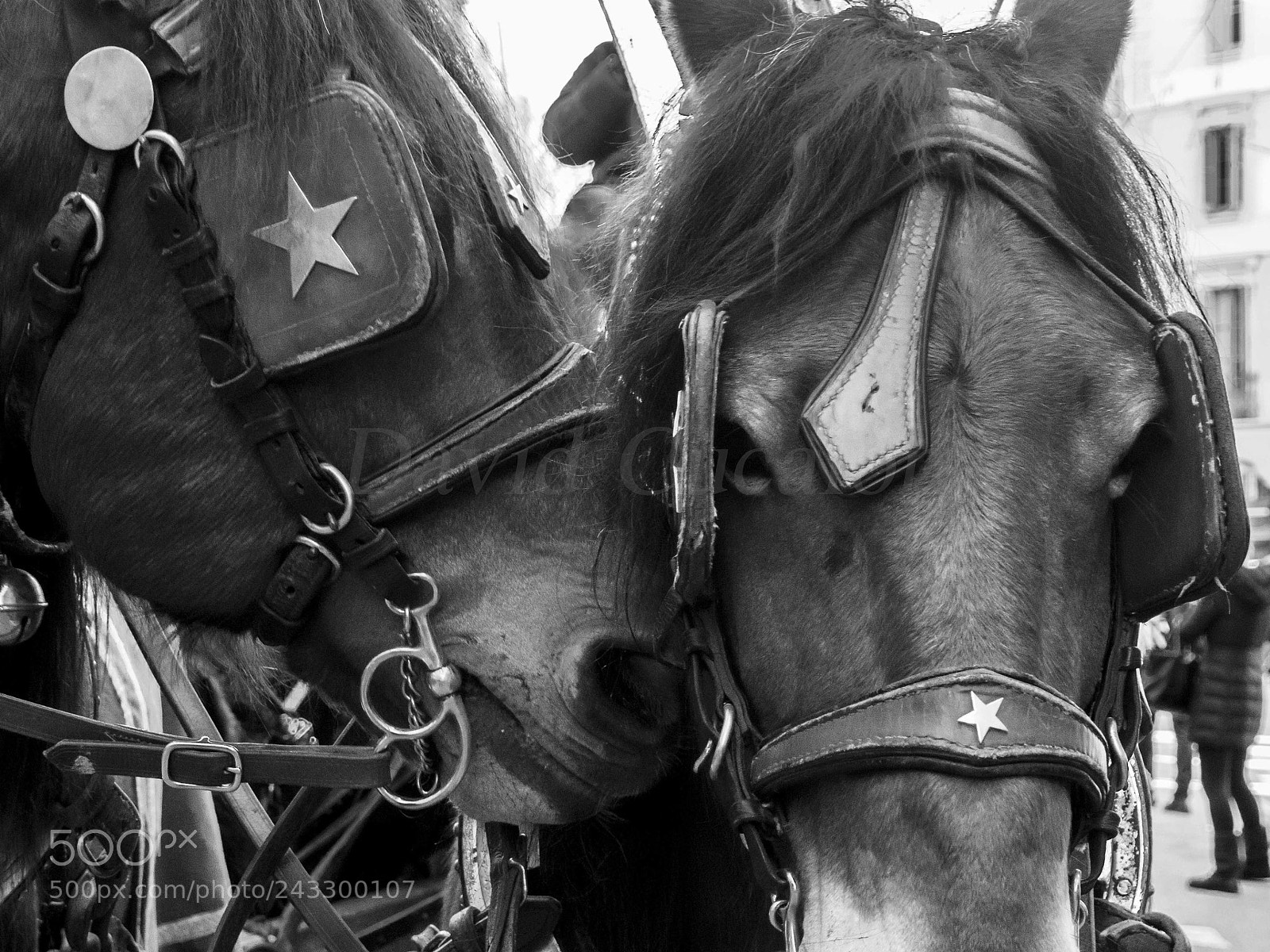 Olympus OM-D E-M5 II sample photo. Two horses photography