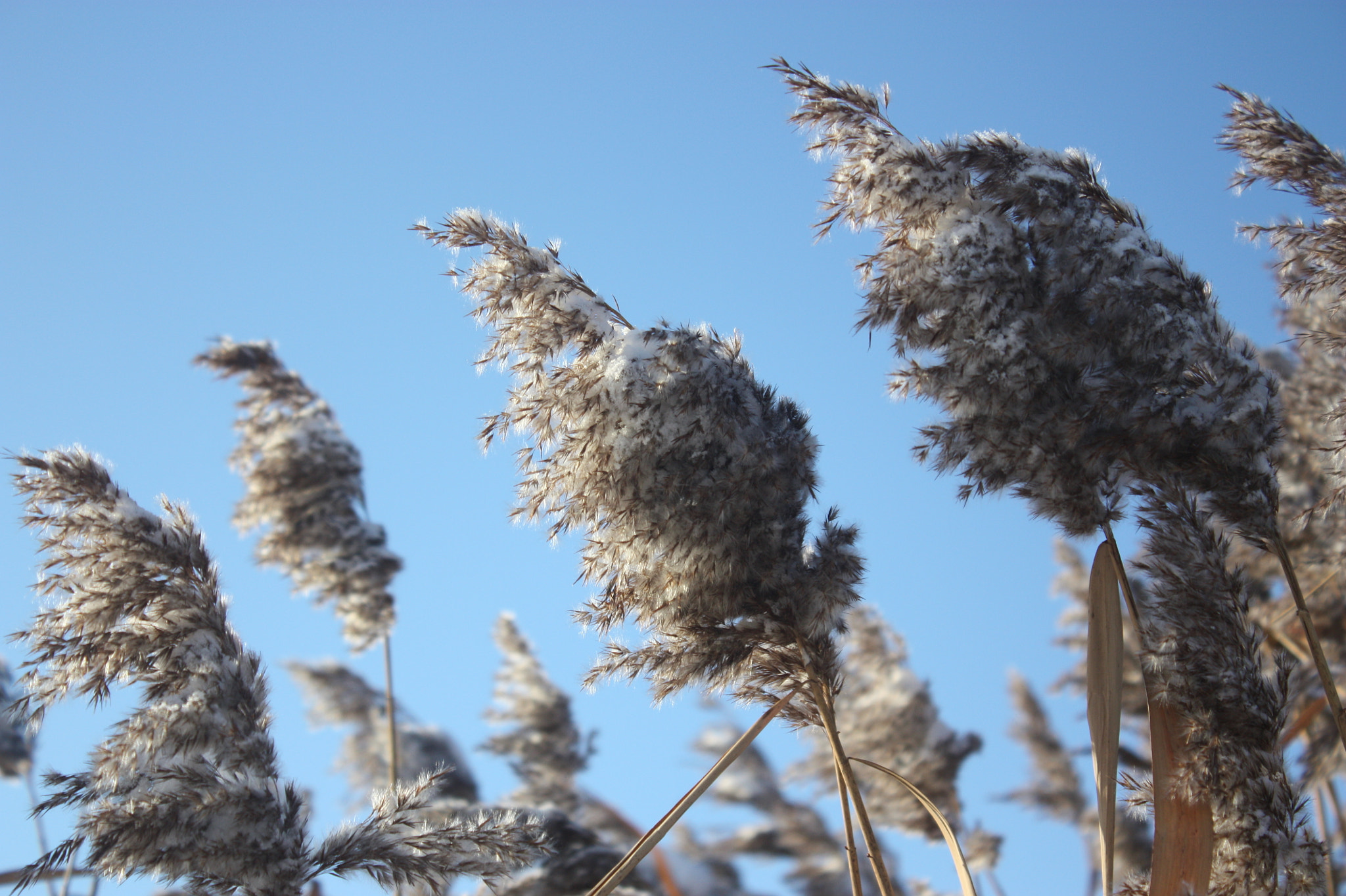 Canon EF 28mm F2.8 sample photo. Magic winter photography