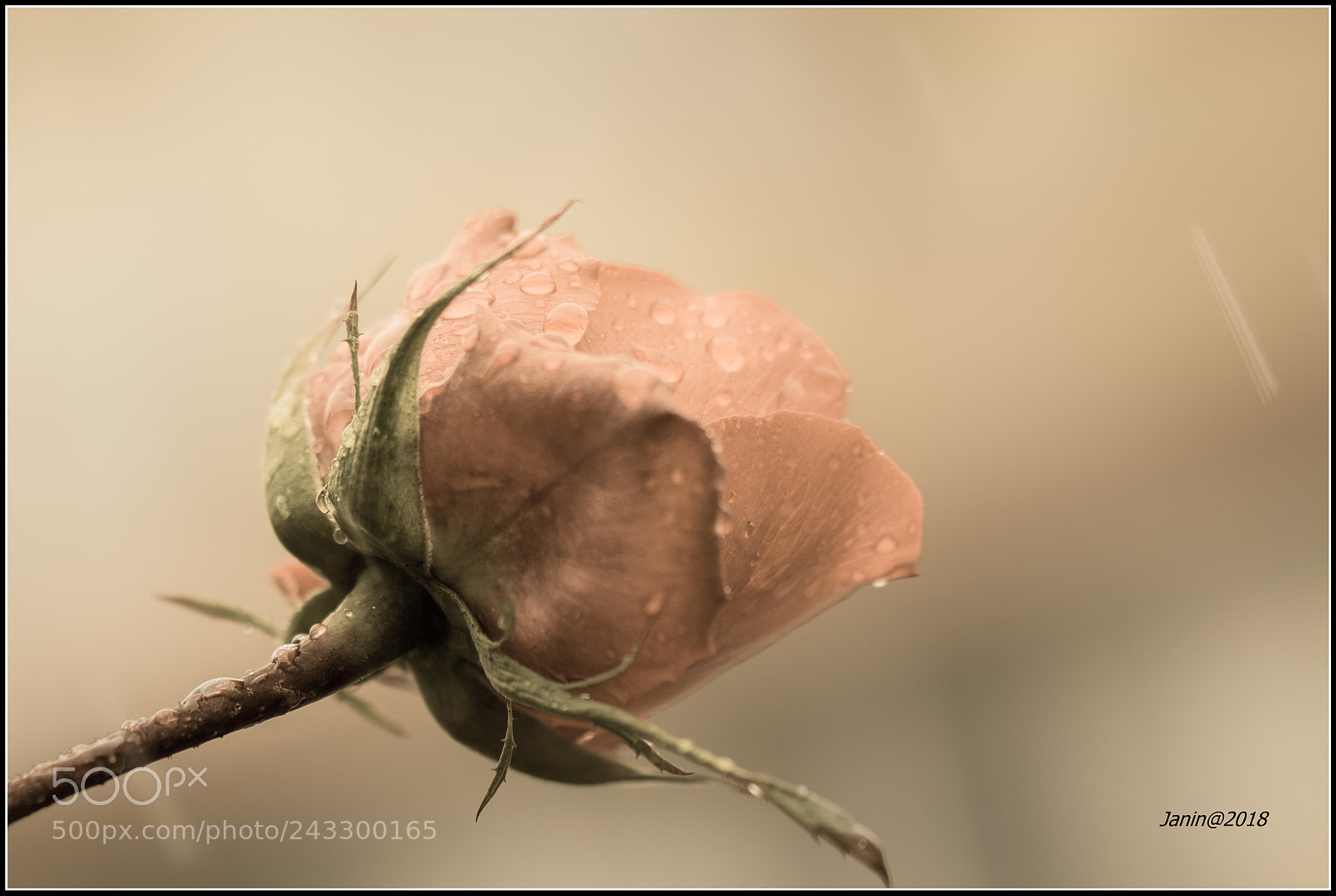 Canon EOS 77D (EOS 9000D / EOS 770D) sample photo. Old winter rose in photography