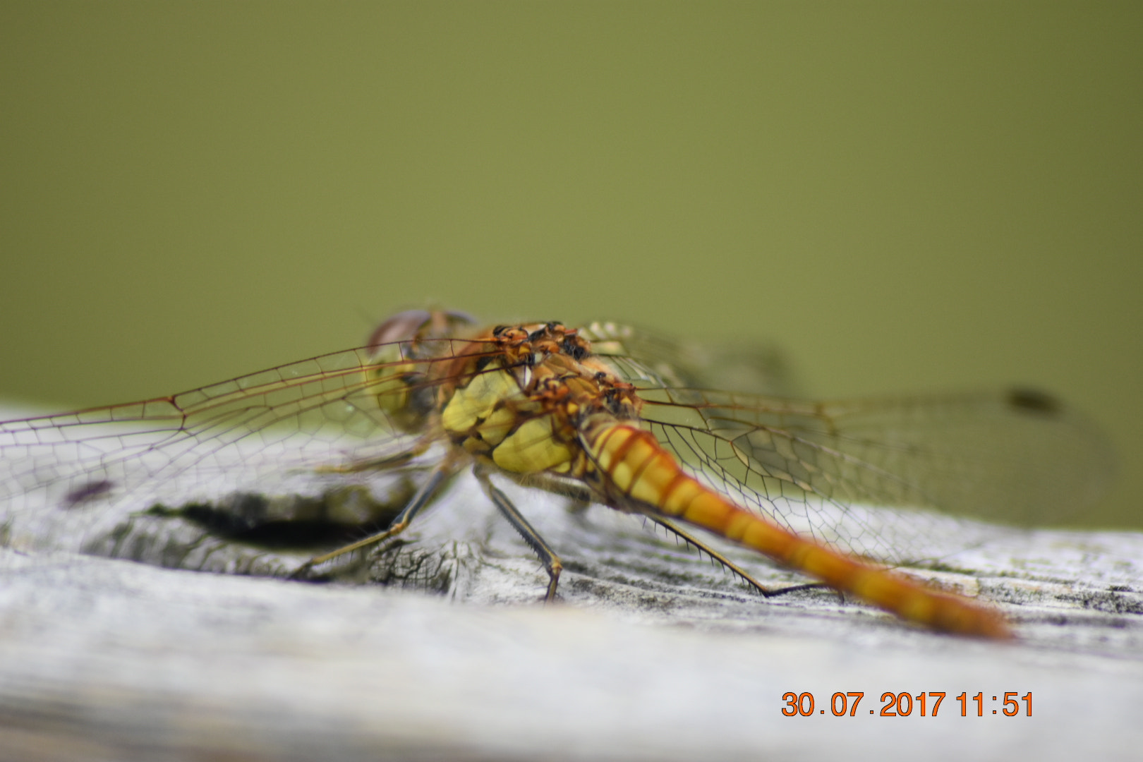 Nikon D3400 + Sigma 70-300mm F4-5.6 APO DG Macro sample photo. Dragonfly on wood photography