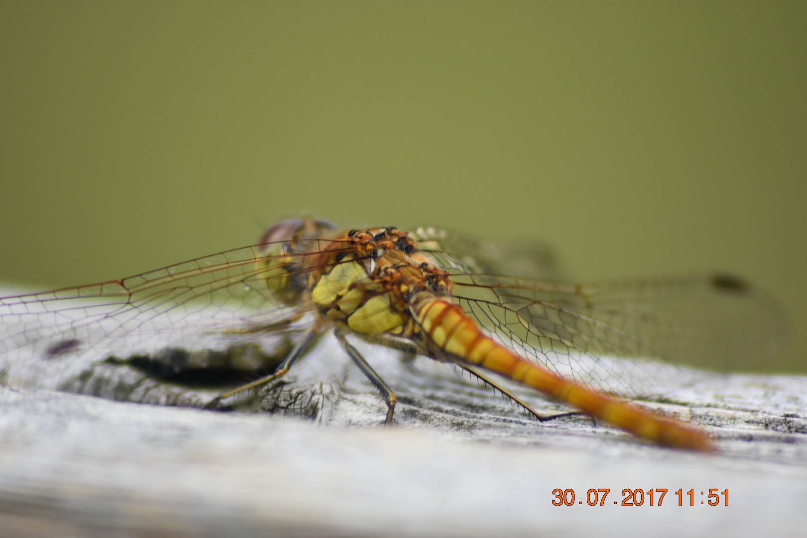 Sigma 70-300mm F4-5.6 APO DG Macro sample photo. Dragonfly on wood photography