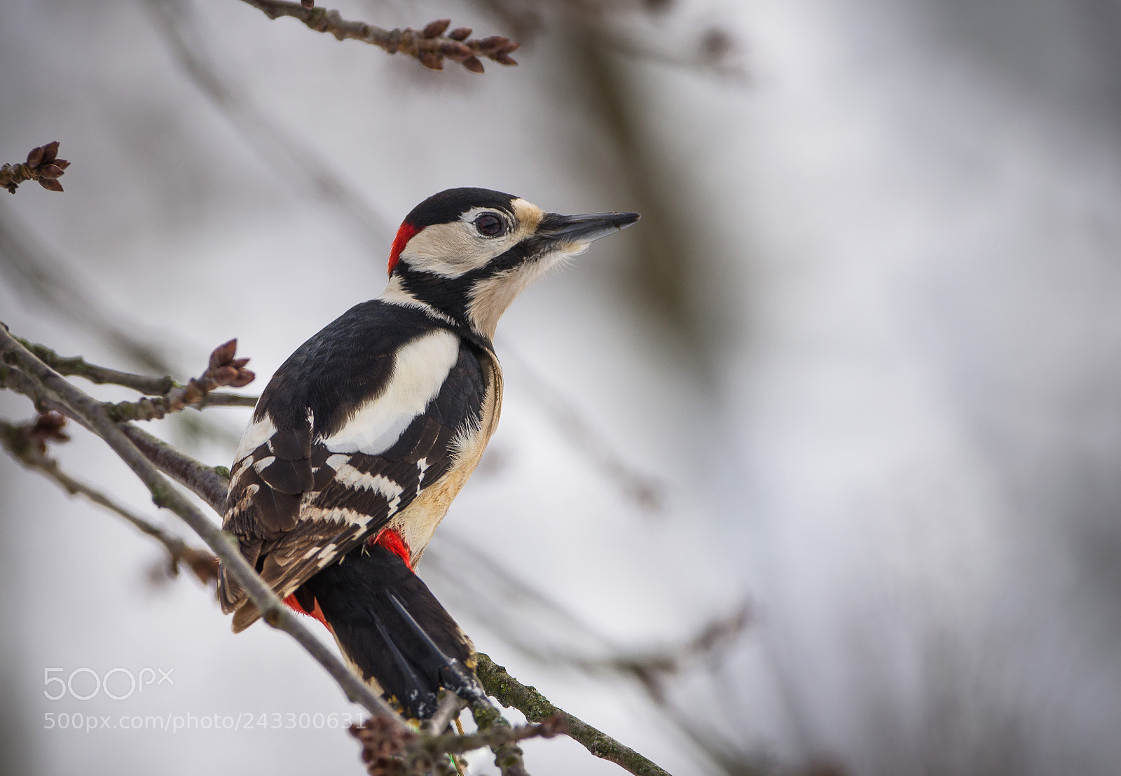 Nikon D5100 sample photo. Woodpecker photography