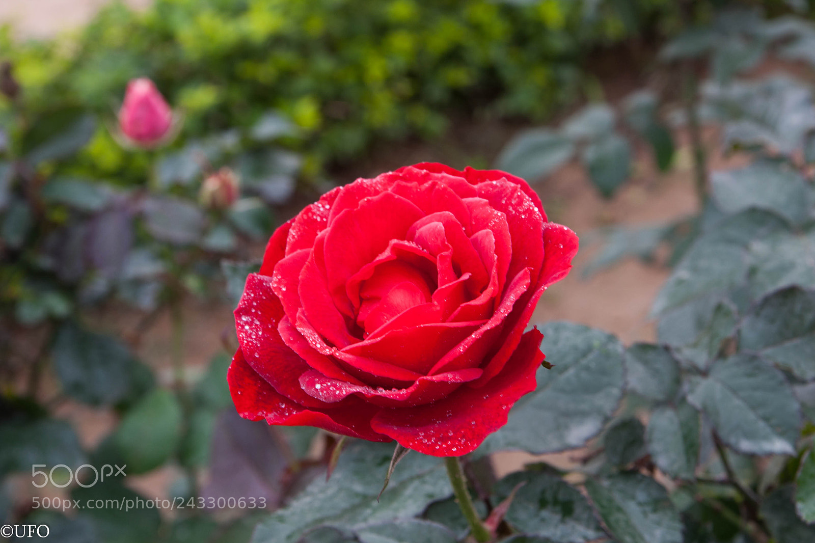 Canon EOS 40D sample photo. Under the rain! photography