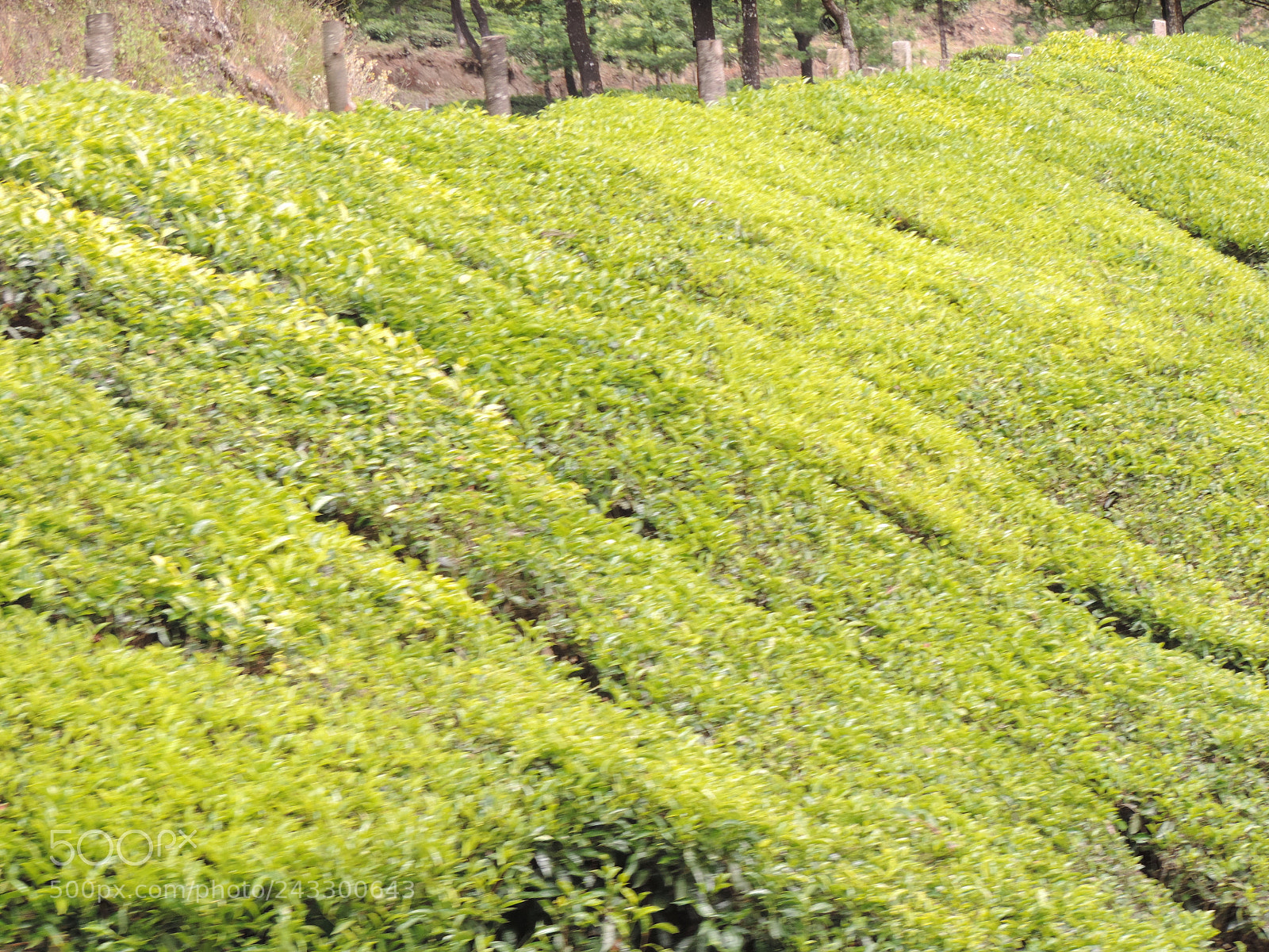 Nikon Coolpix P520 sample photo. Tea garden munnar photography