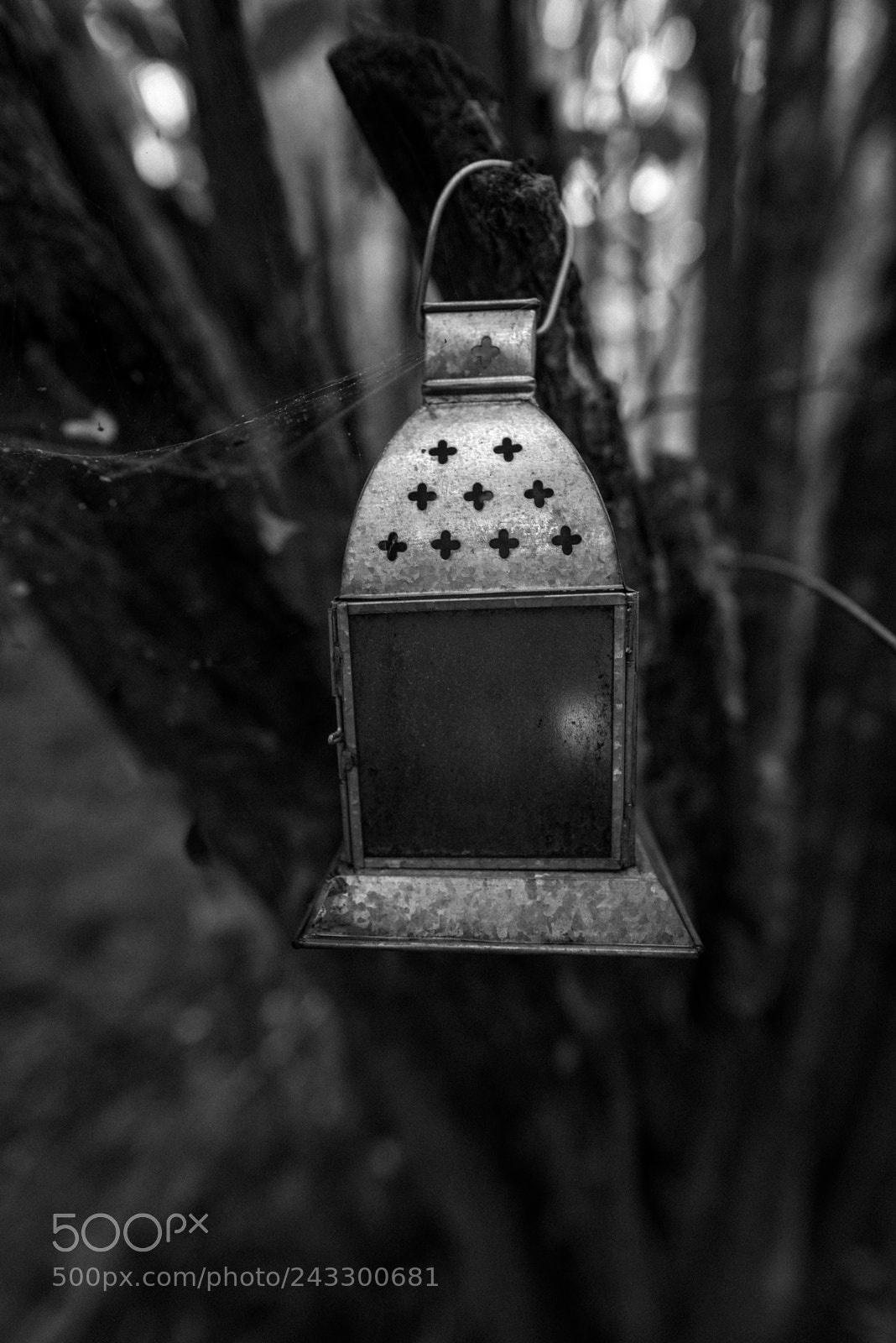 Nikon D610 sample photo. Light in forest photography