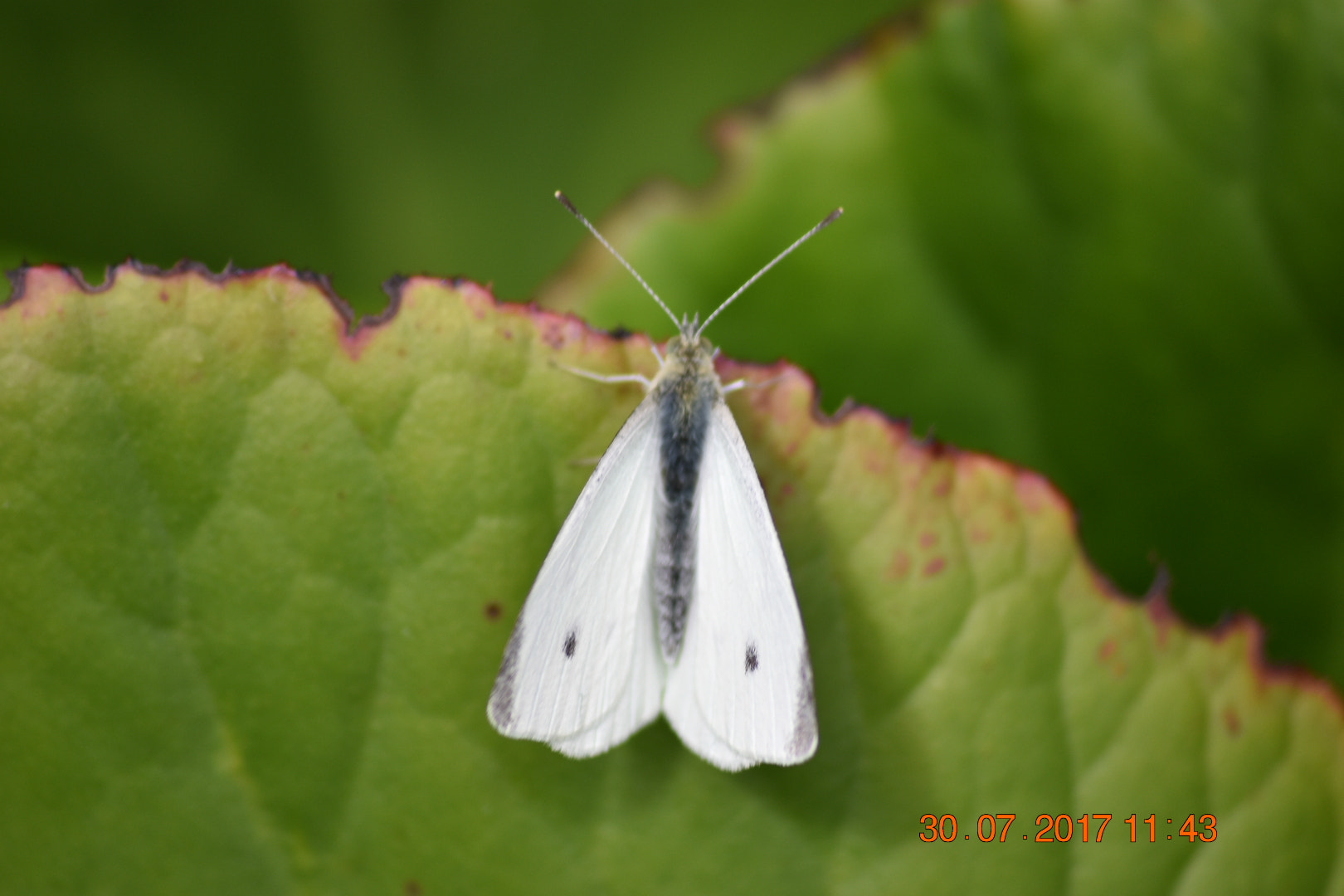 Sigma 70-300mm F4-5.6 APO DG Macro sample photo. White butterfly photography