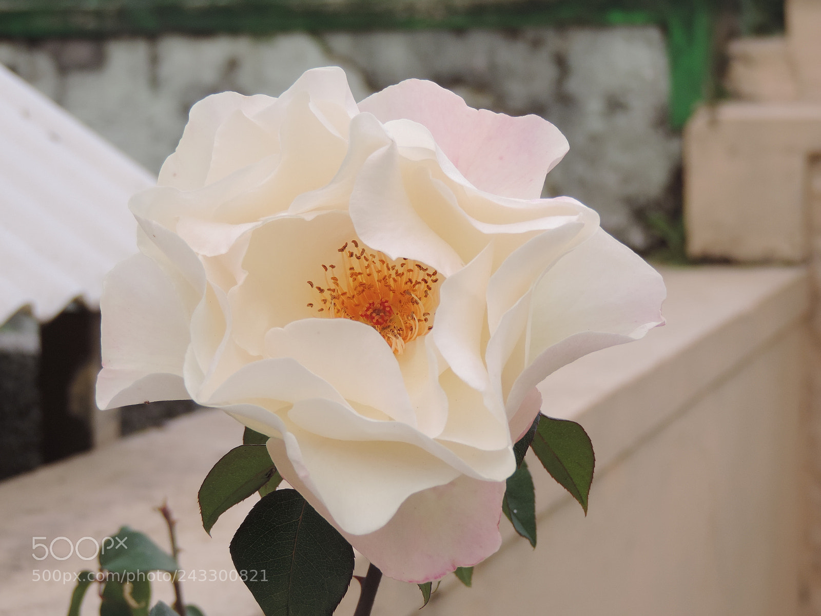 Nikon Coolpix P520 sample photo. Beautiful flower photography
