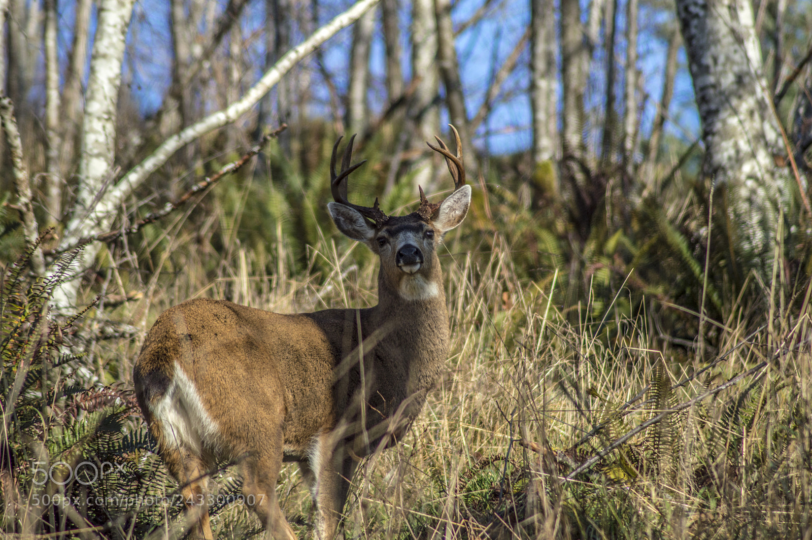 Nikon D3200 sample photo. Big boy photography