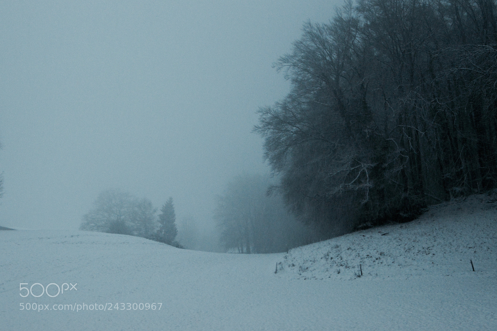 Nikon D3200 sample photo. Fog photography