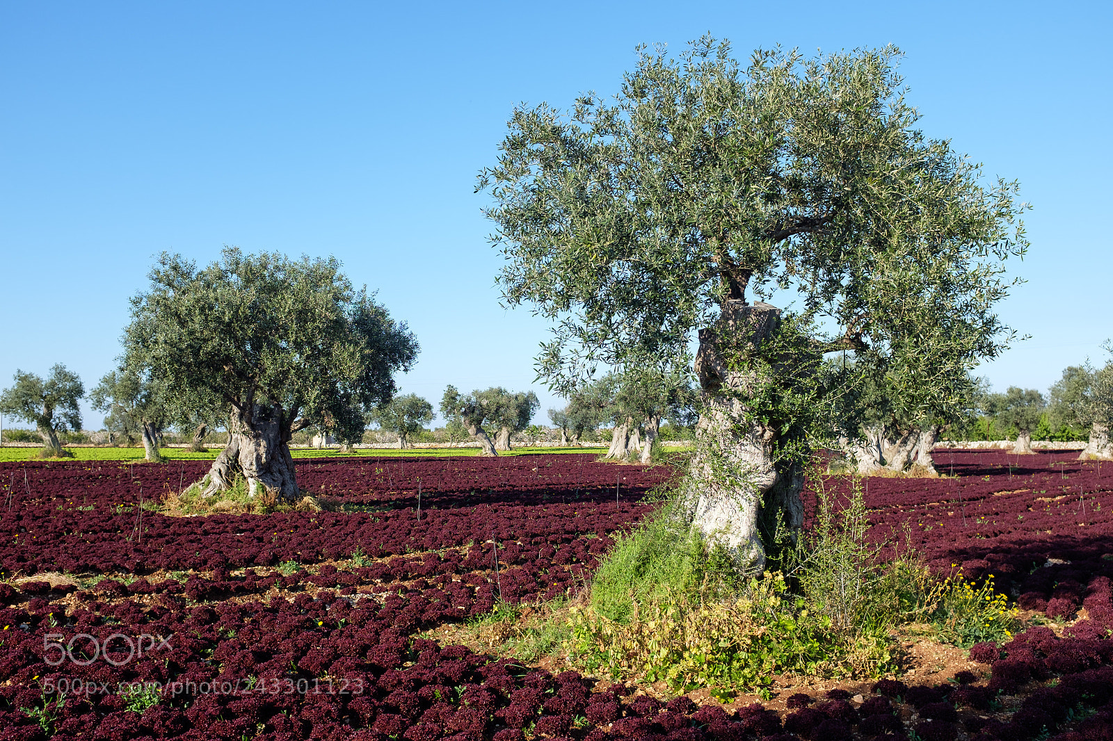 Fujifilm X100S sample photo. Olive trees and fresh photography