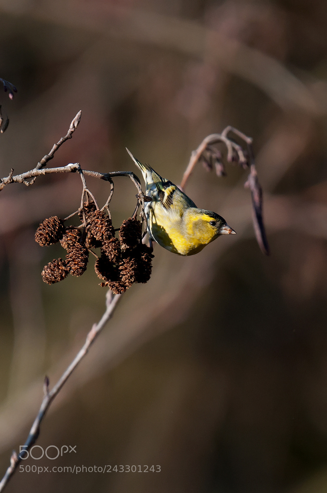 Nikon D300S sample photo. Lucherino photography