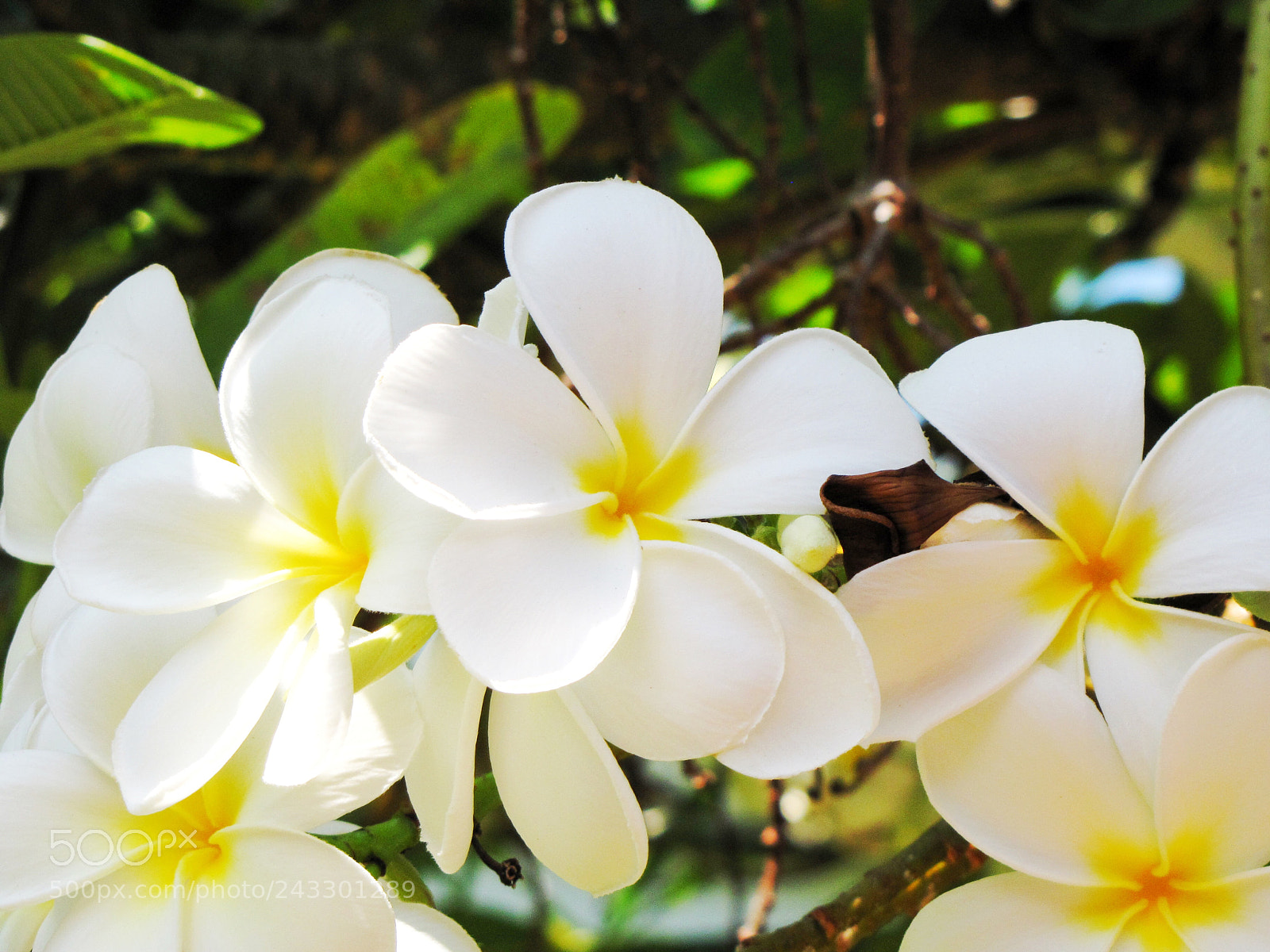Canon PowerShot SX10 IS sample photo. 8•12•11 // hawaii photography