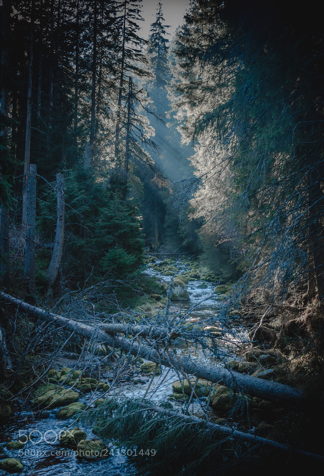 Nikon D90 sample photo. Tatra dream forest photography