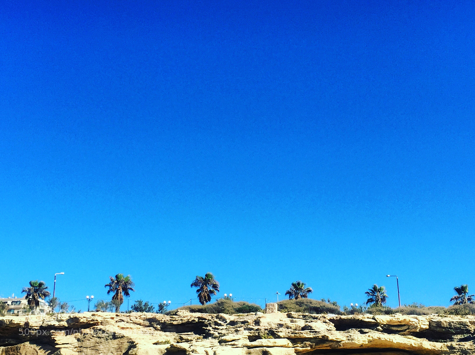Apple iPhone 6 sample photo. Palms photography