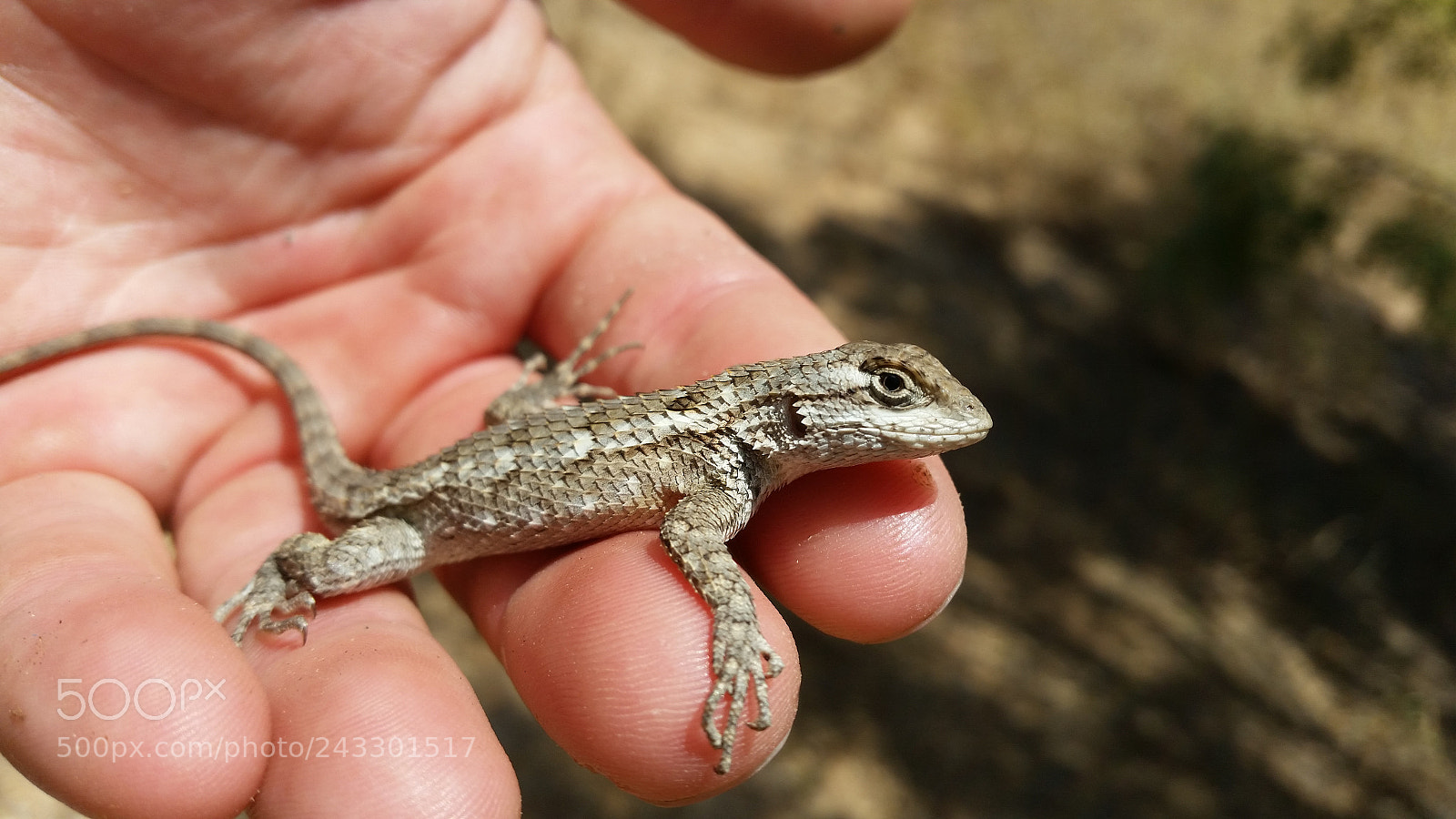 Samsung Galaxy S5 sample photo. Texas spiny lizard photography