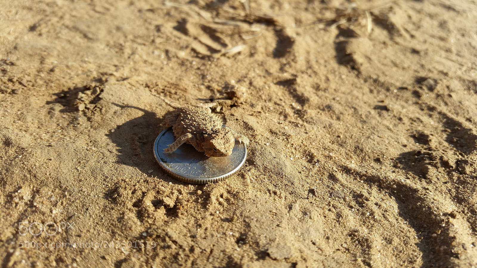 Samsung Galaxy S5 sample photo. Baby texas horned lizard photography