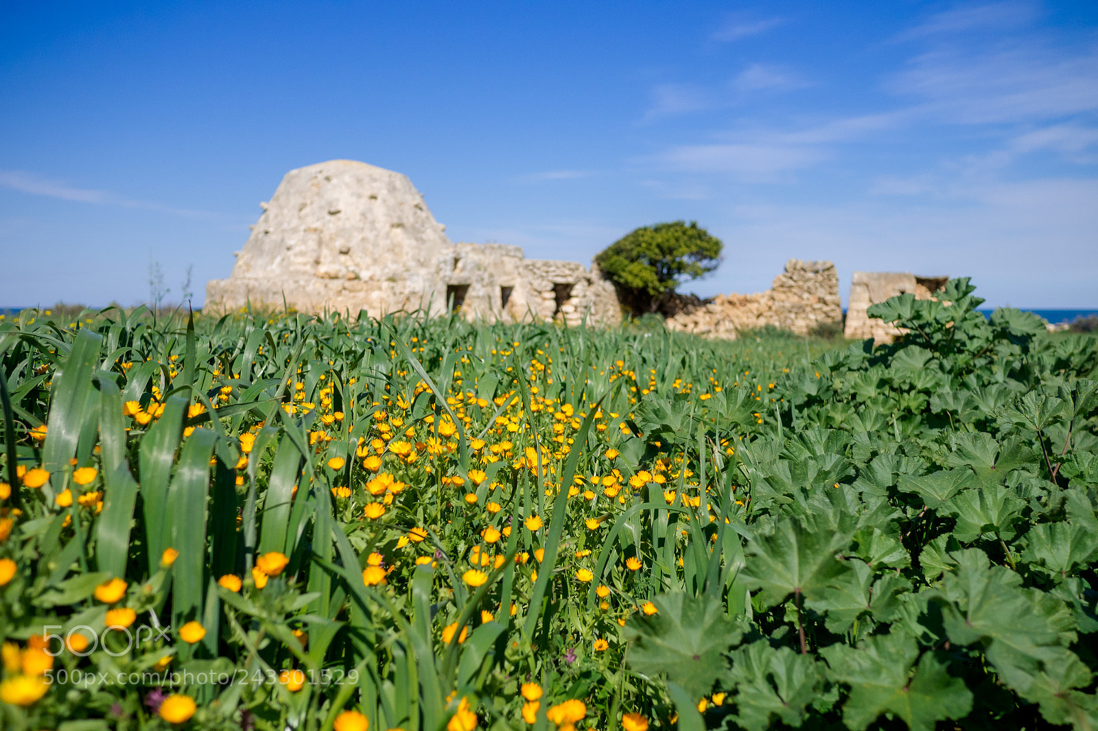 Olympus OM-D E-M1 sample photo. Countryside with trullo huts photography