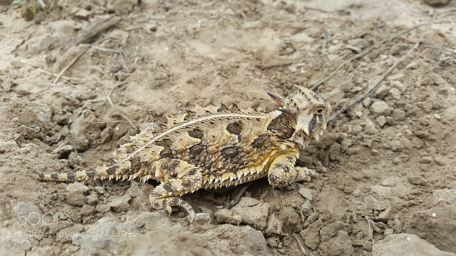 Samsung Galaxy S5 sample photo. Camo texas horned lizard photography