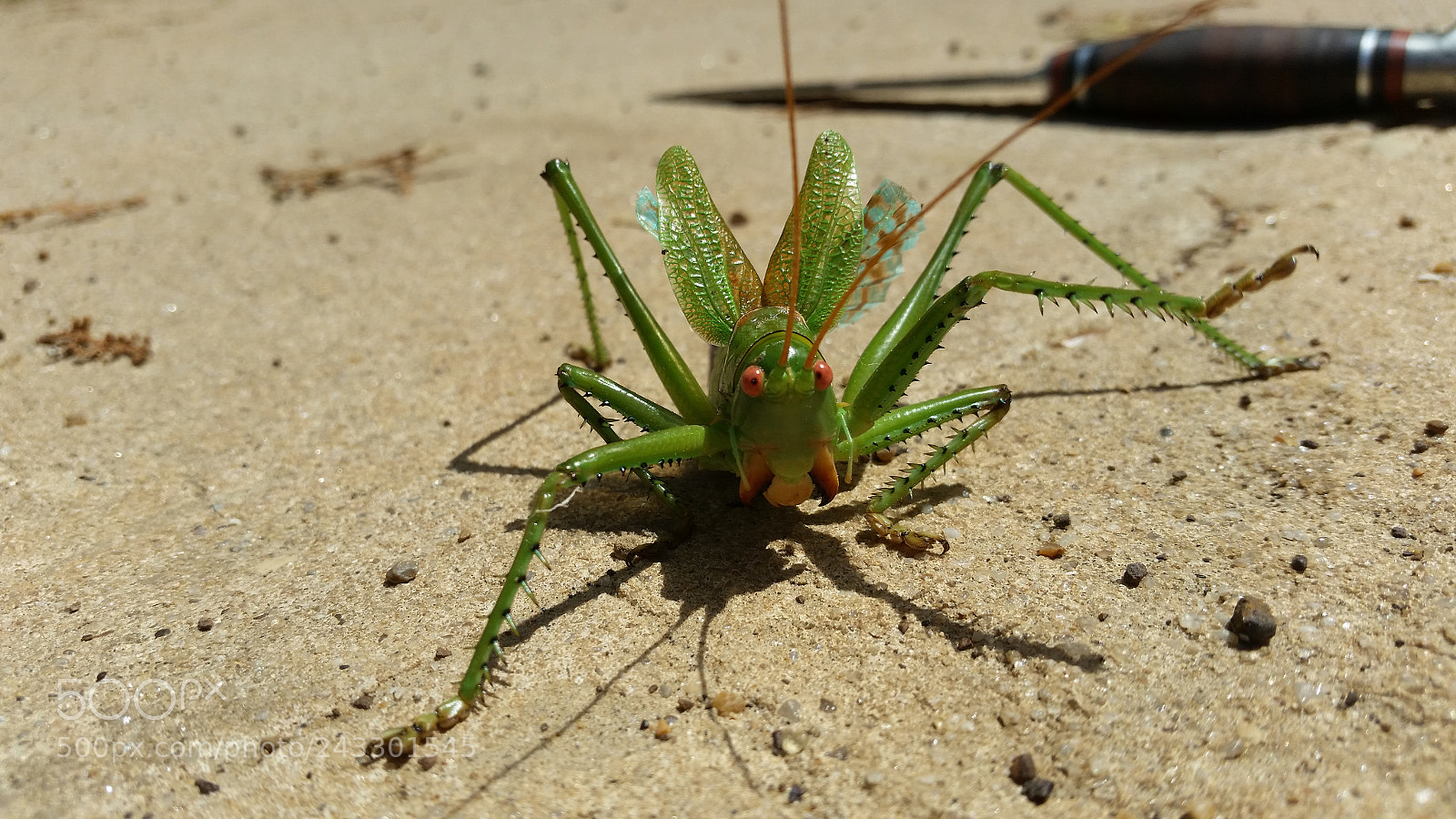 Samsung Galaxy S5 sample photo. 20150709_153752.jpg photography