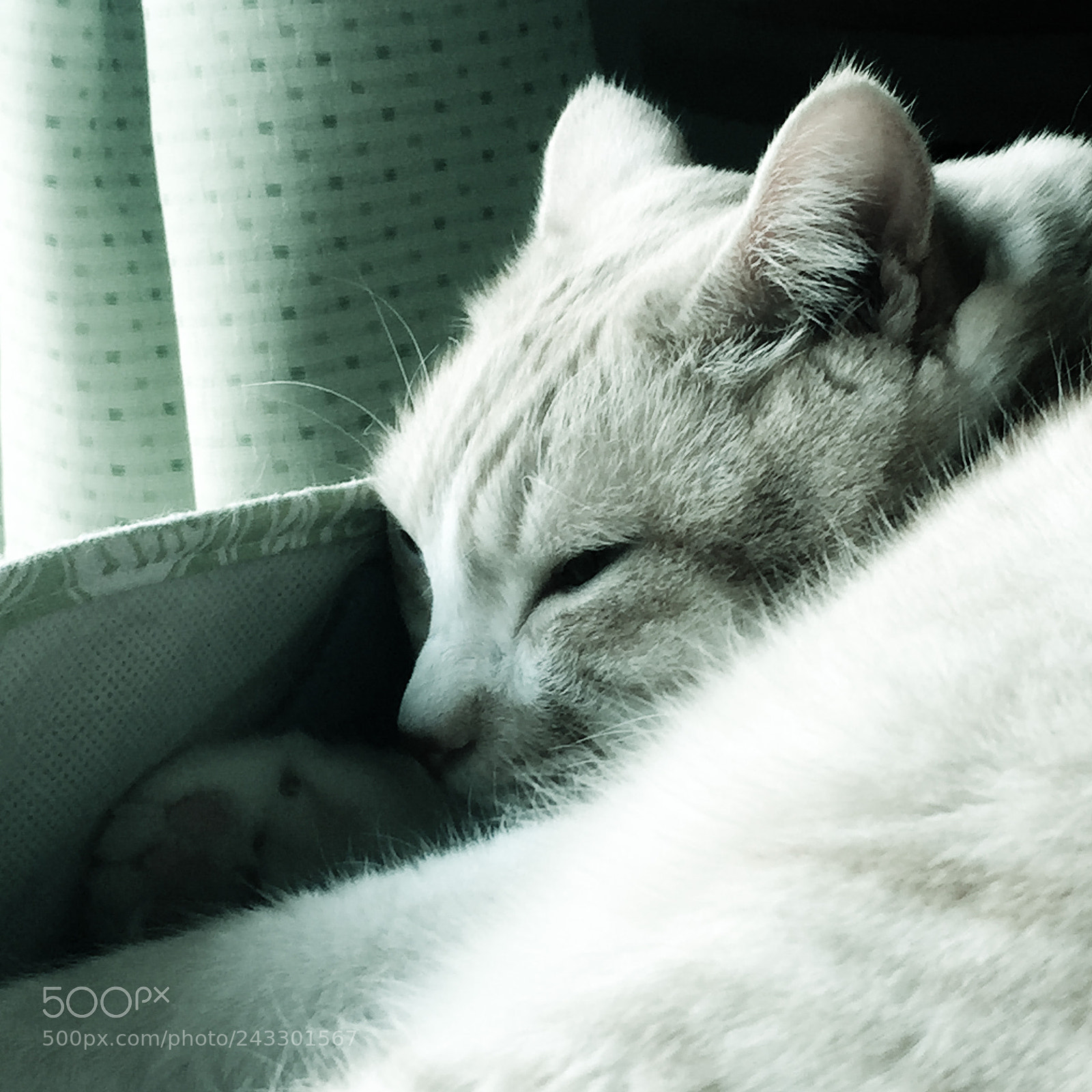 Apple iPhone 6 sample photo. My beloved cat. photography