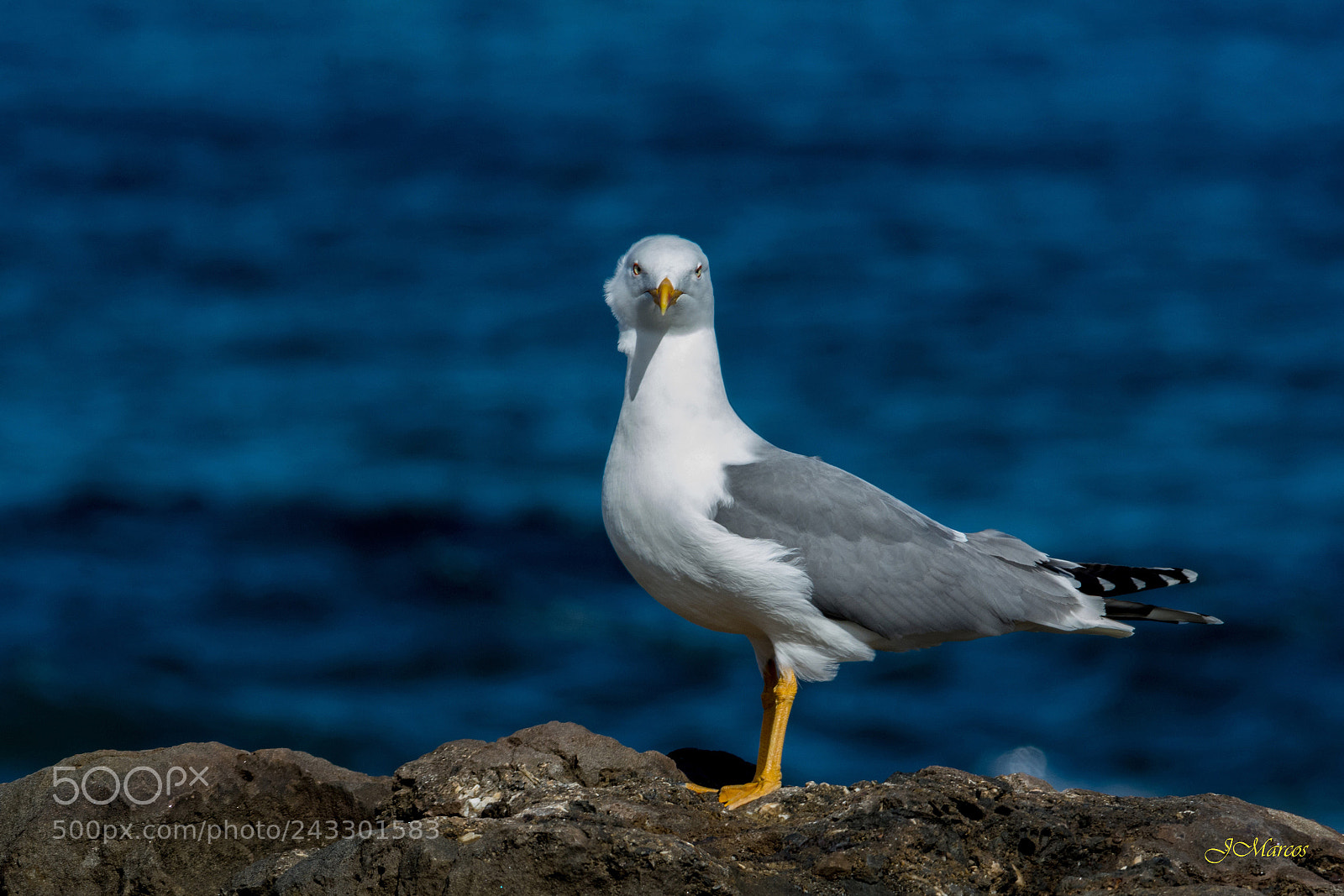 Nikon D7100 sample photo. Yellow-legged gull photography