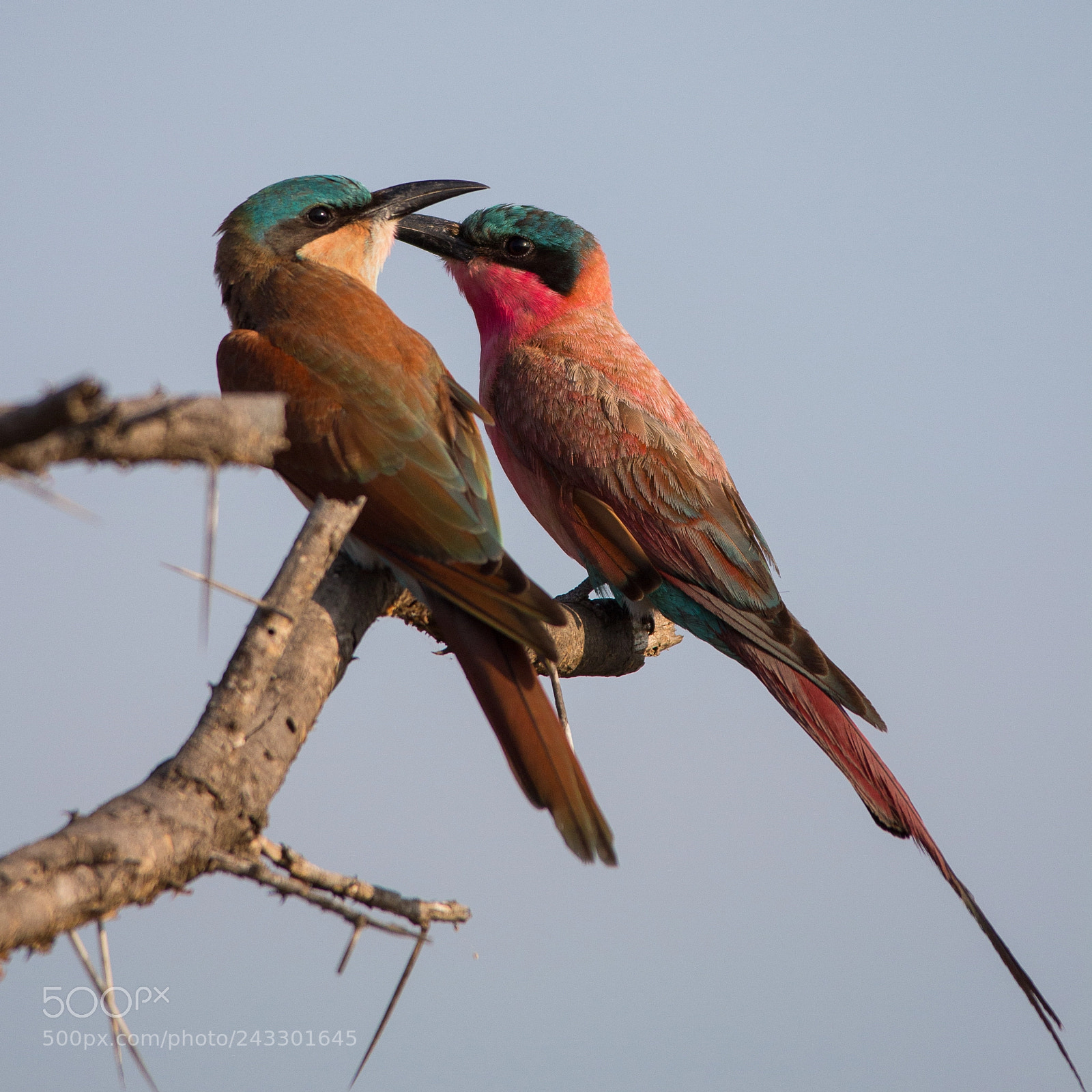 Canon EOS 100D (EOS Rebel SL1 / EOS Kiss X7) sample photo. Carmine bee-eater pair photography