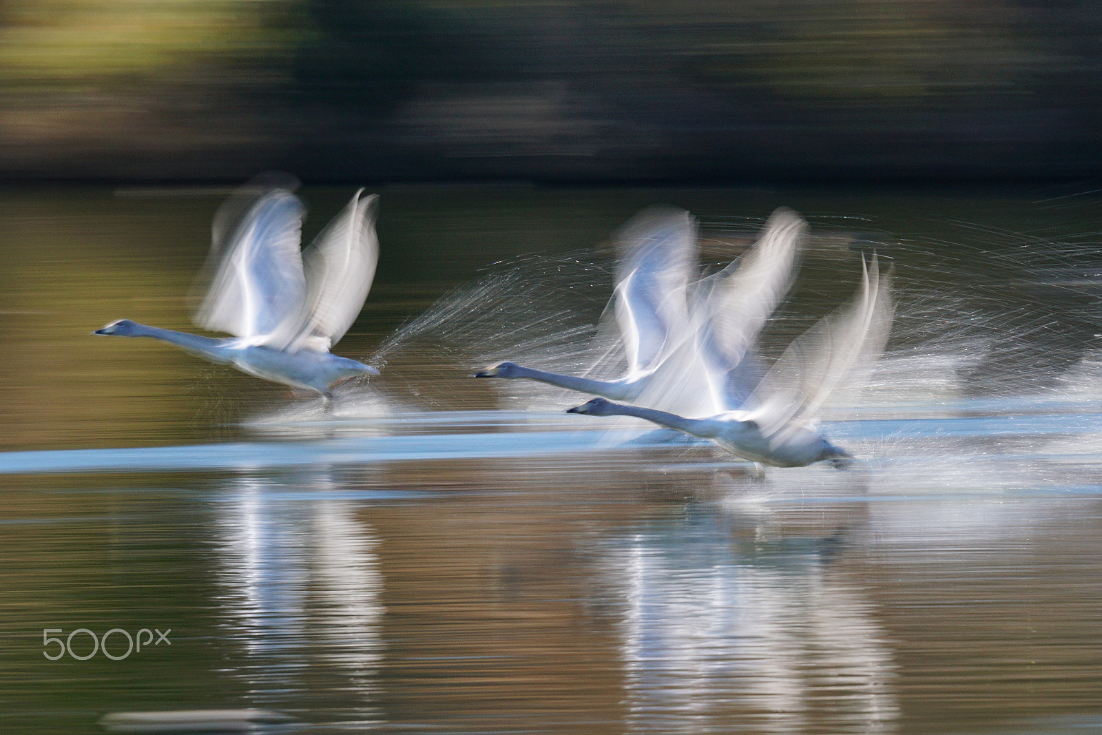 Sony 70-400mm F4-5.6 G SSM II sample photo. (take off) photography