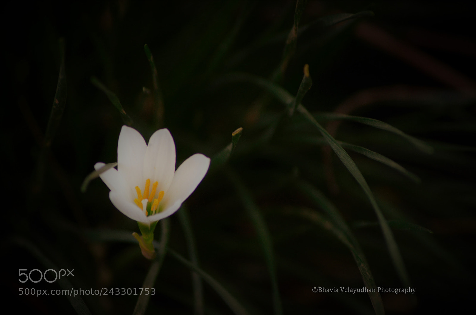 Nikon D5100 sample photo. Alone and strong photography