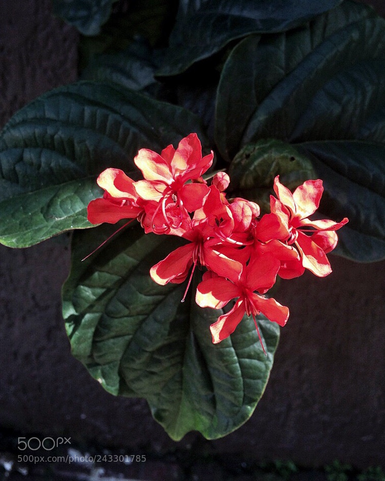 Apple iPhone 5s sample photo. Untitled photography
