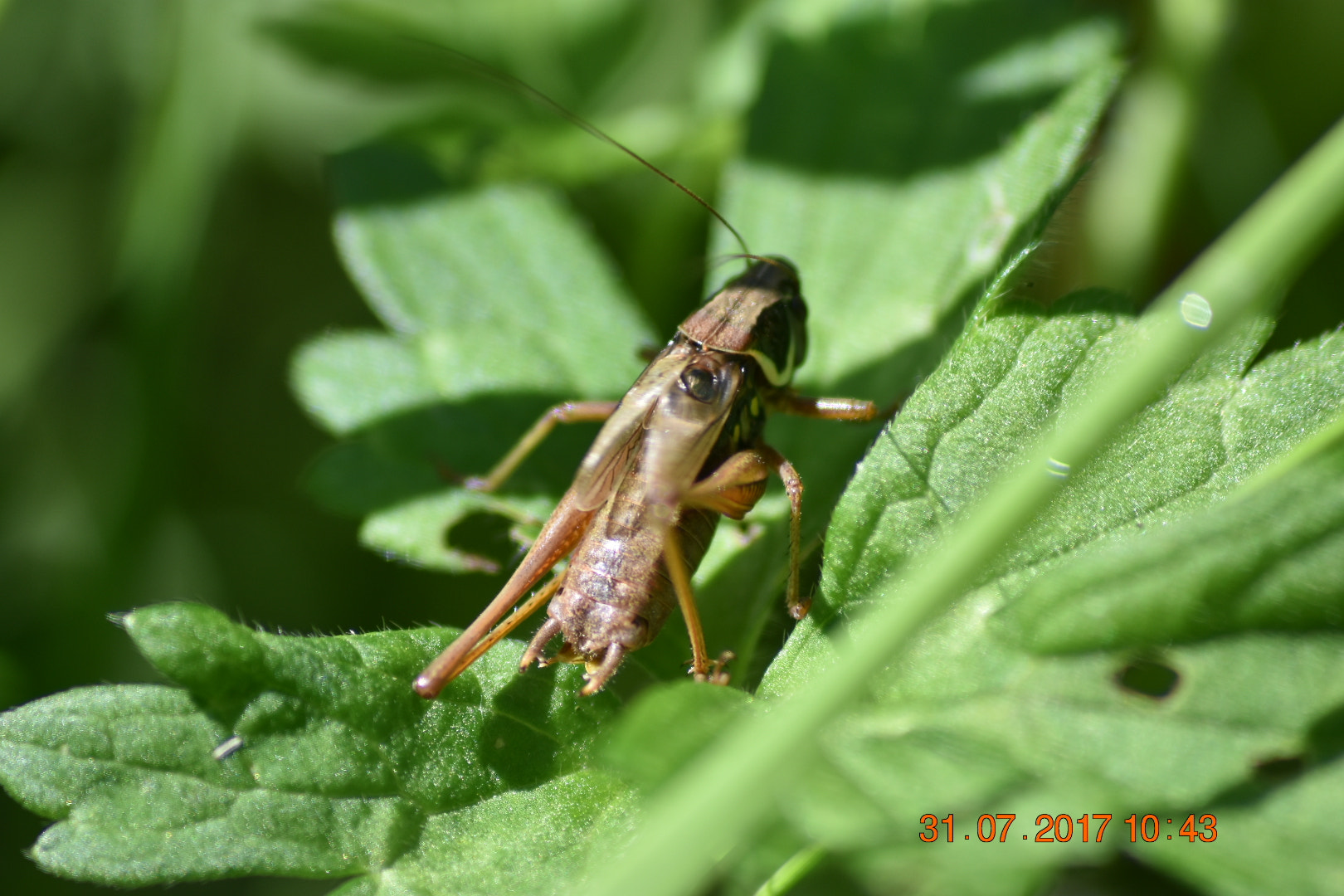 Nikon D3400 sample photo. Grasshopper closeup photography