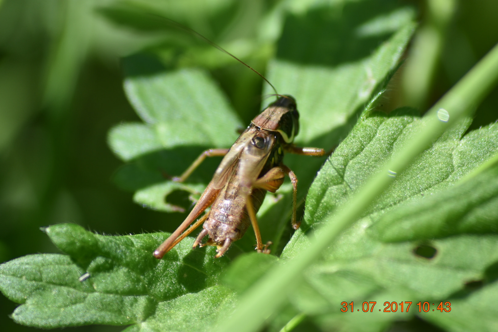 Sigma 70-300mm F4-5.6 APO DG Macro sample photo. Grasshopper closeup photography