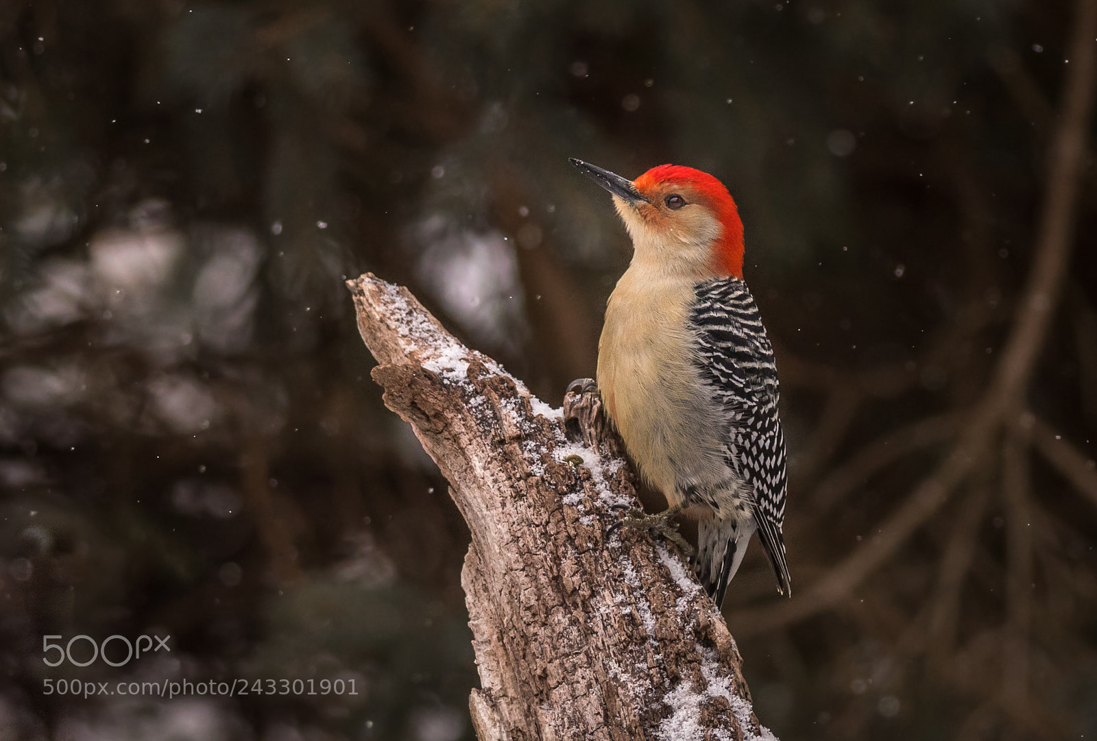 Nikon D500 sample photo. Woodpecker in winter photography