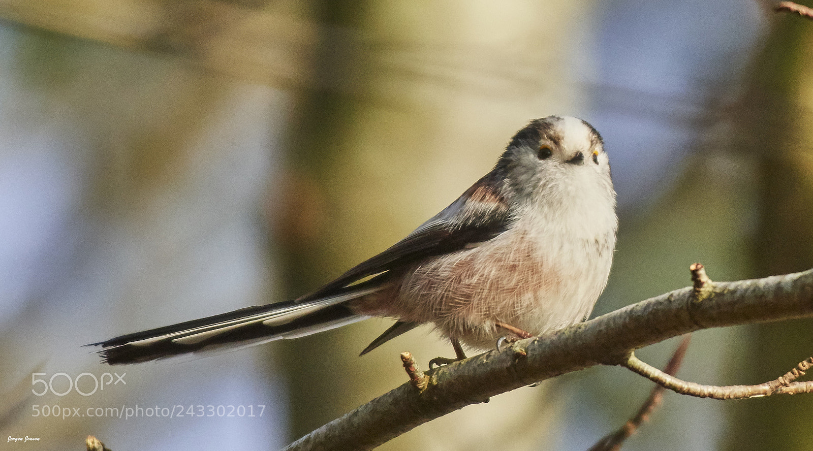 Nikon D500 sample photo. Long tailed tit ,aegithalos photography