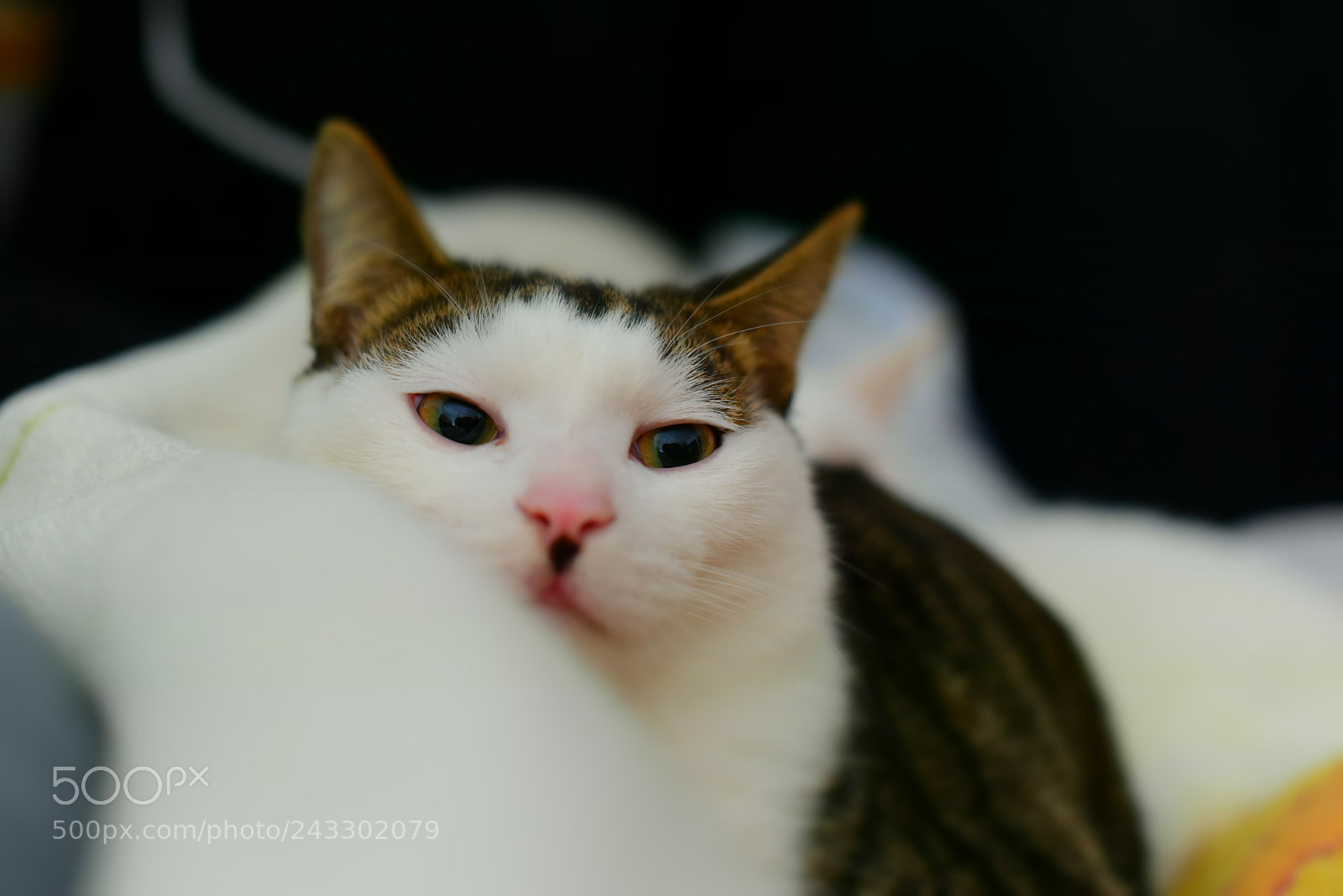 Nikon AF-S Nikkor 50mm F1.4G sample photo. 喜欢原生态 photography