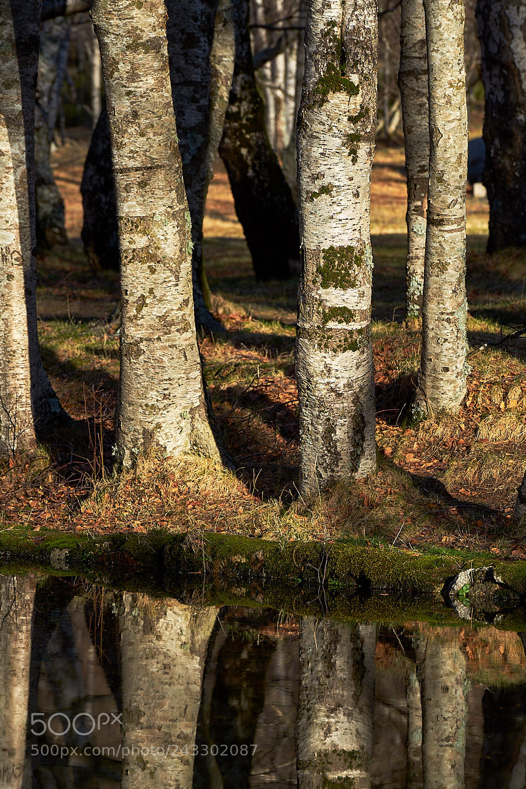 Sony a7 II sample photo. Reflections ii photography