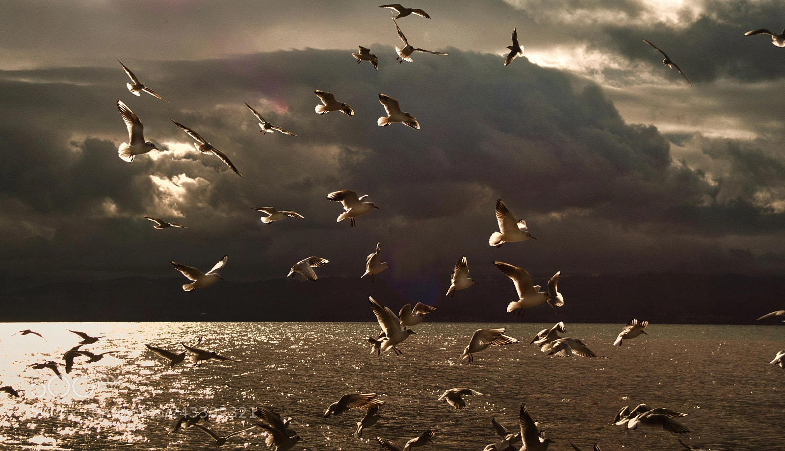 Nikon D700 sample photo. It´s feeding time photography